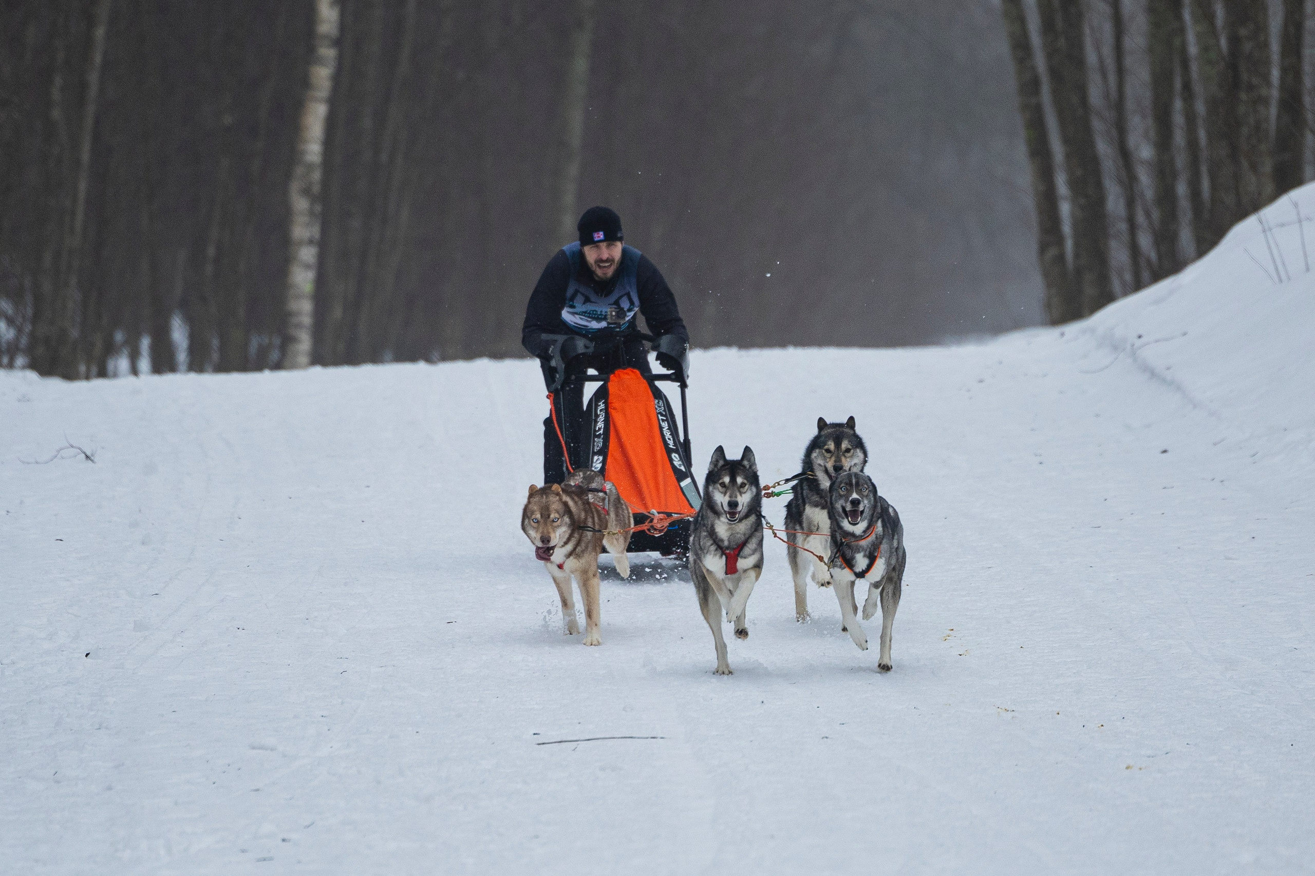 Зимний Чемпионат Санкт-Петербурга по ездовому спорту. Фотограф-анималист Анна Маринич