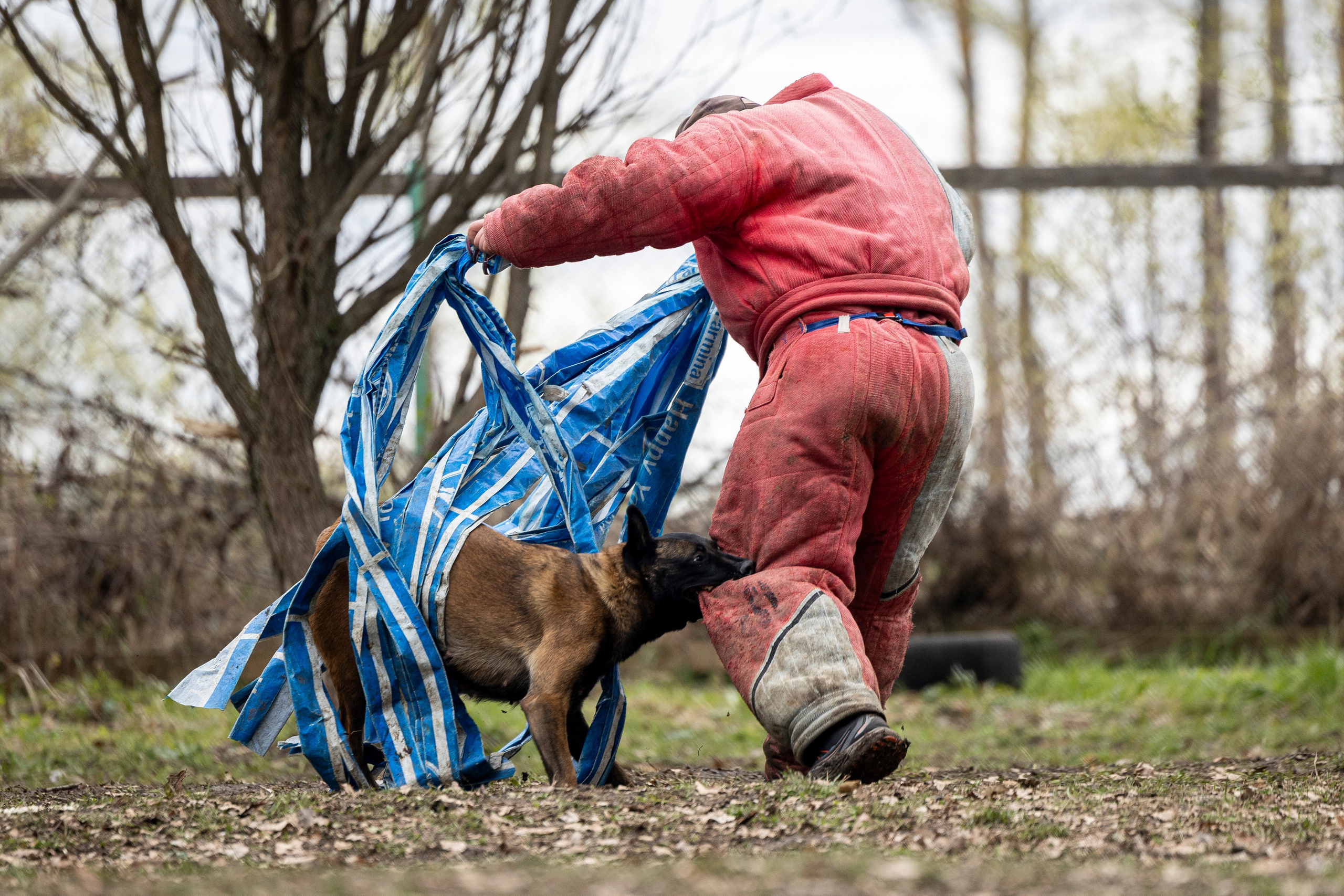 Квалификационные состязания по мондьорингу г. Вологда 11.05.24. Фотограф-анималист Анна Маринич