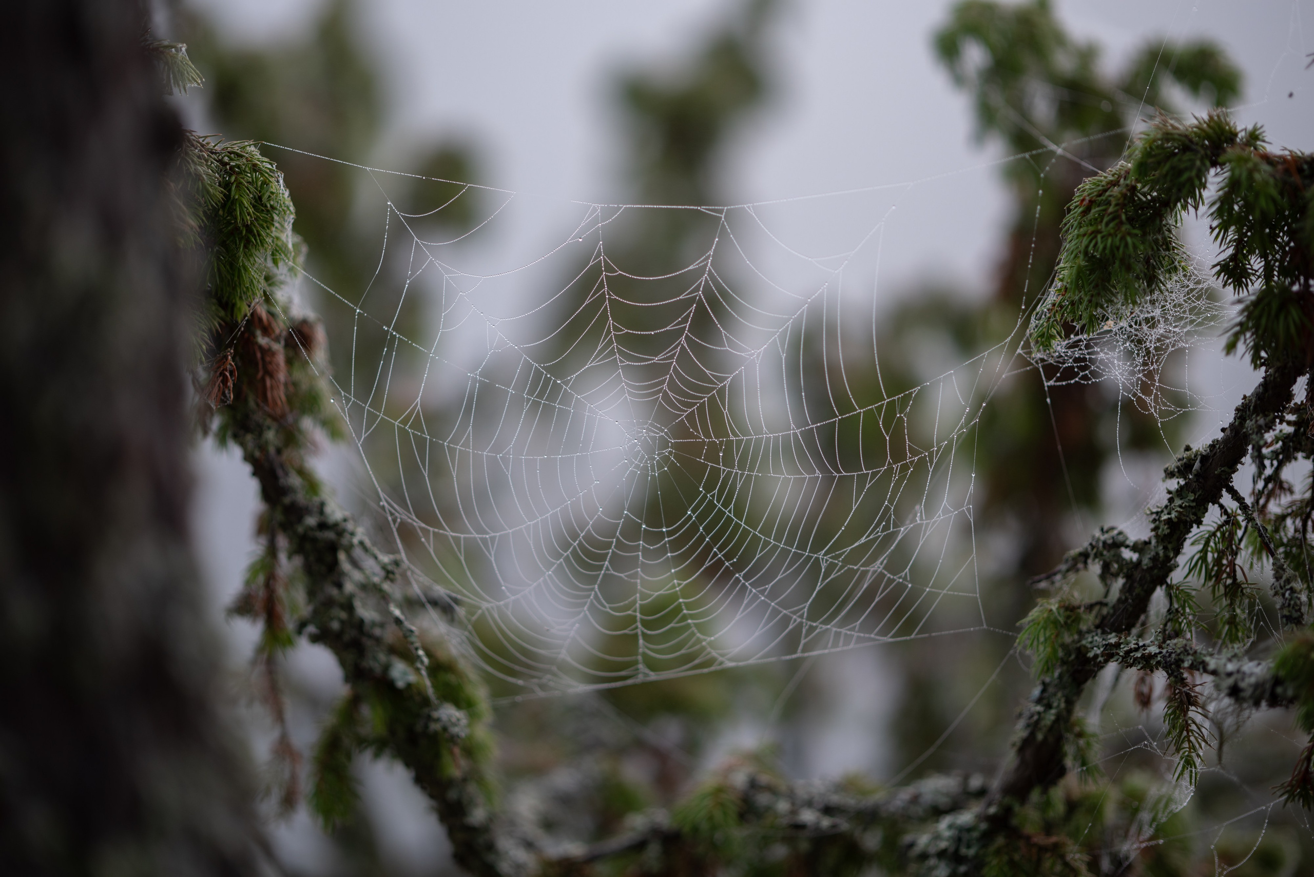 Осень на 85DFA*. Портретный фотограф Денис Милютин