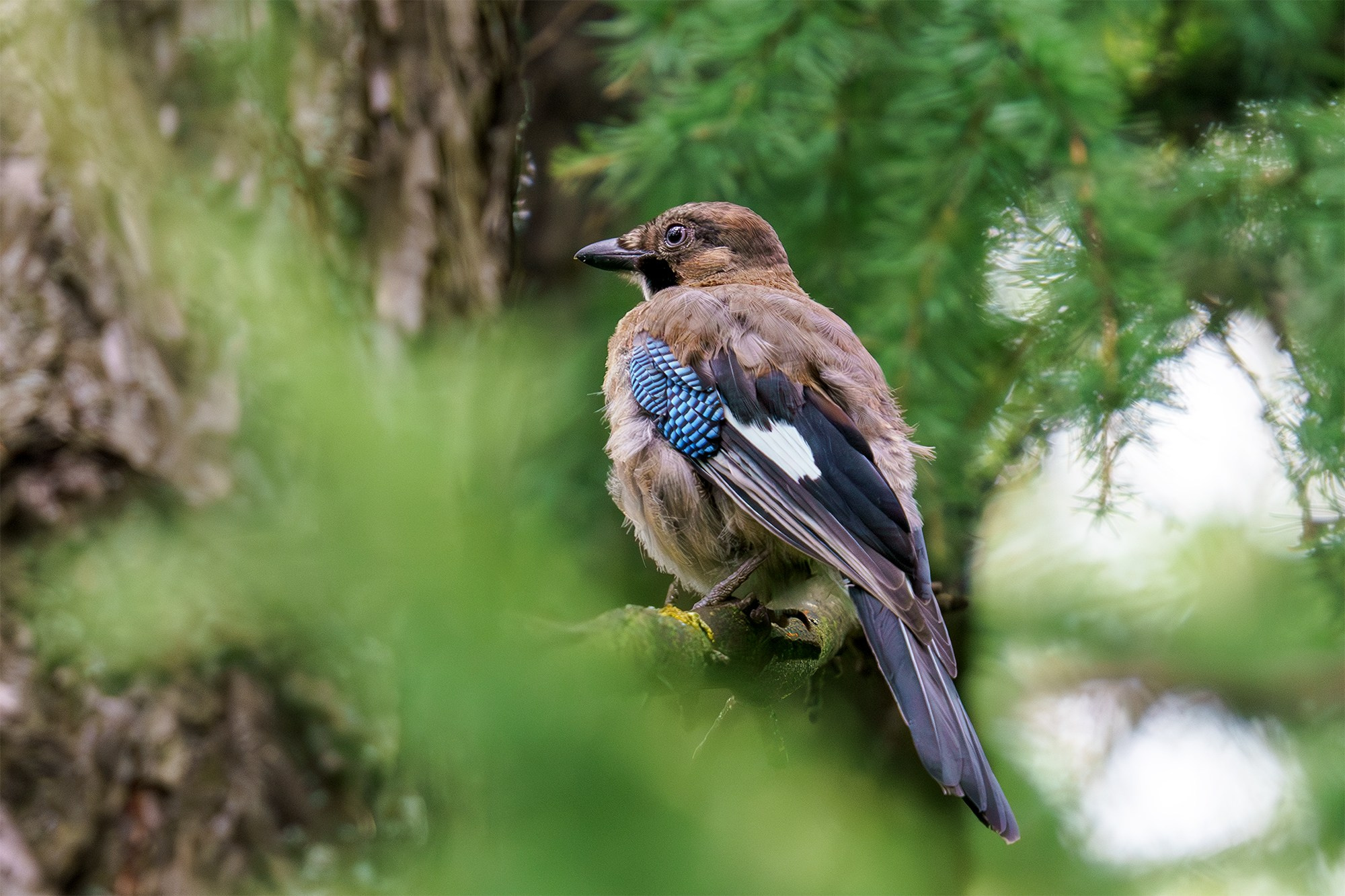 Удивительные мир птиц. Вокруг нас столько прекрасного — присмотритесь!. Ваш личный фотограф Марина Волкова