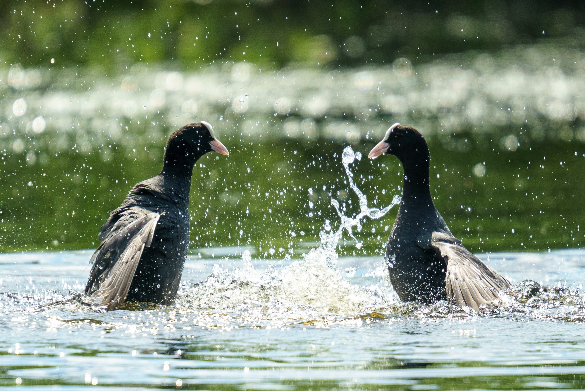 Удивительные мир птиц. Вокруг нас столько прекрасного — присмотритесь!. Ваш личный фотограф Марина Волкова