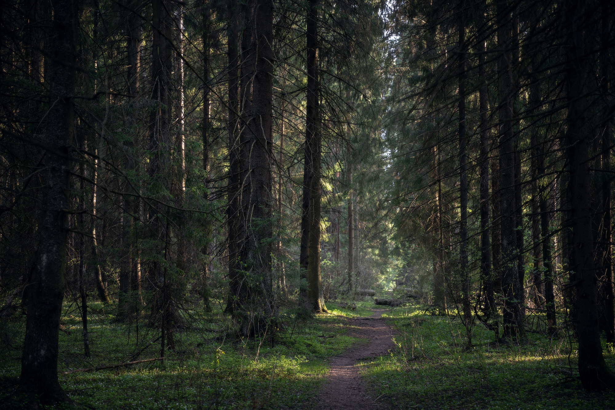 Пейзаж, природа. Портретный фотограф Станислав Жуков | Москва