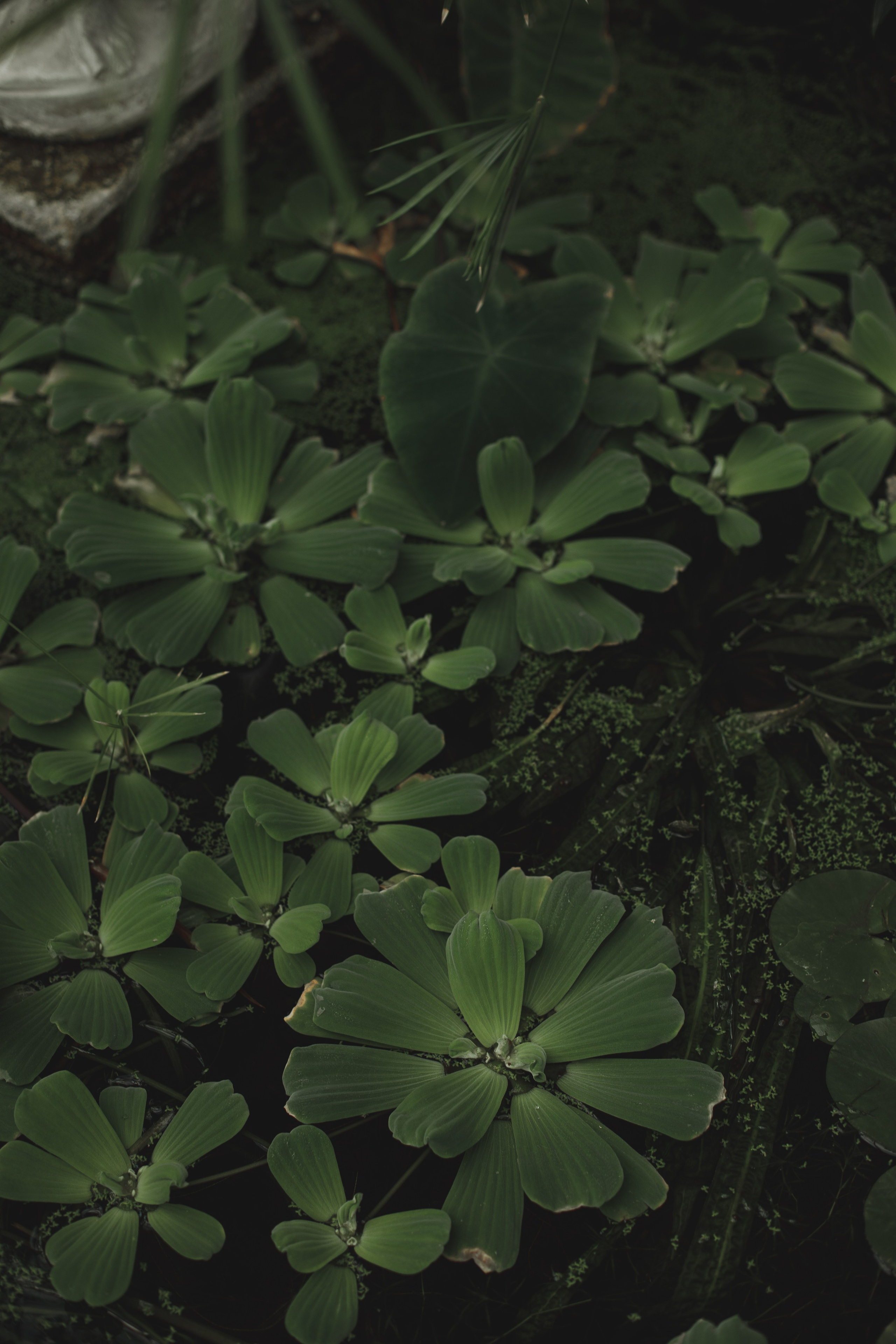 Свадебная фотосъёмка в Белгороде. Свадебный и контент фотограф в Белгороде Ярослав Гаврилейченко