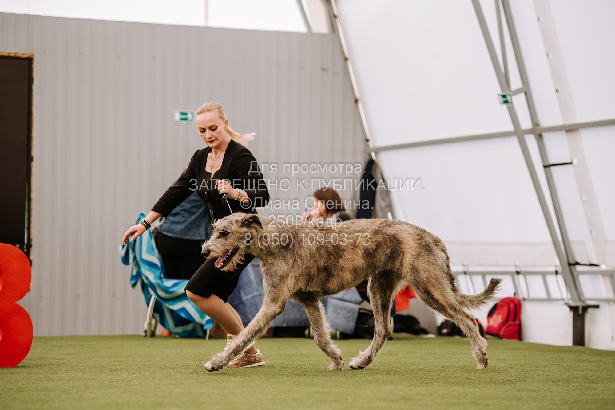 Выставка собак Красноярск 2.06. Фотограф Диана Оленина Красноярск / Братск