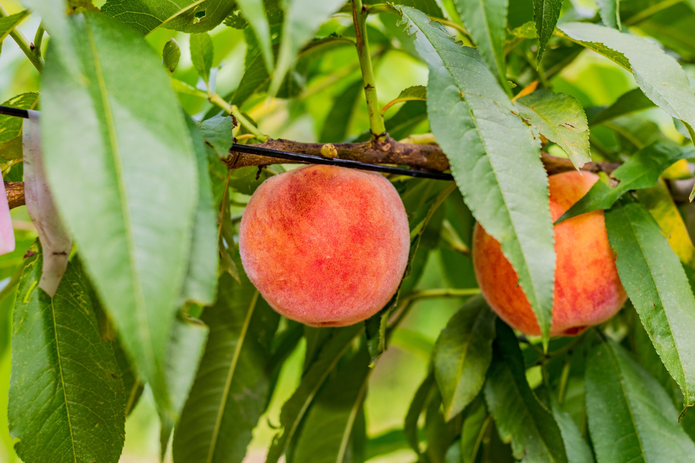 Антон Курдюмов фотограф в Хабаровске Рина Курдюмова фото27 foto27 Антон Дорофеев репортажный репортаж документалист Тони и Рина фотосоздатели Виноградники Хехцир 2024 Хабаровск виноград дикий фермер фермерство дачный сезон