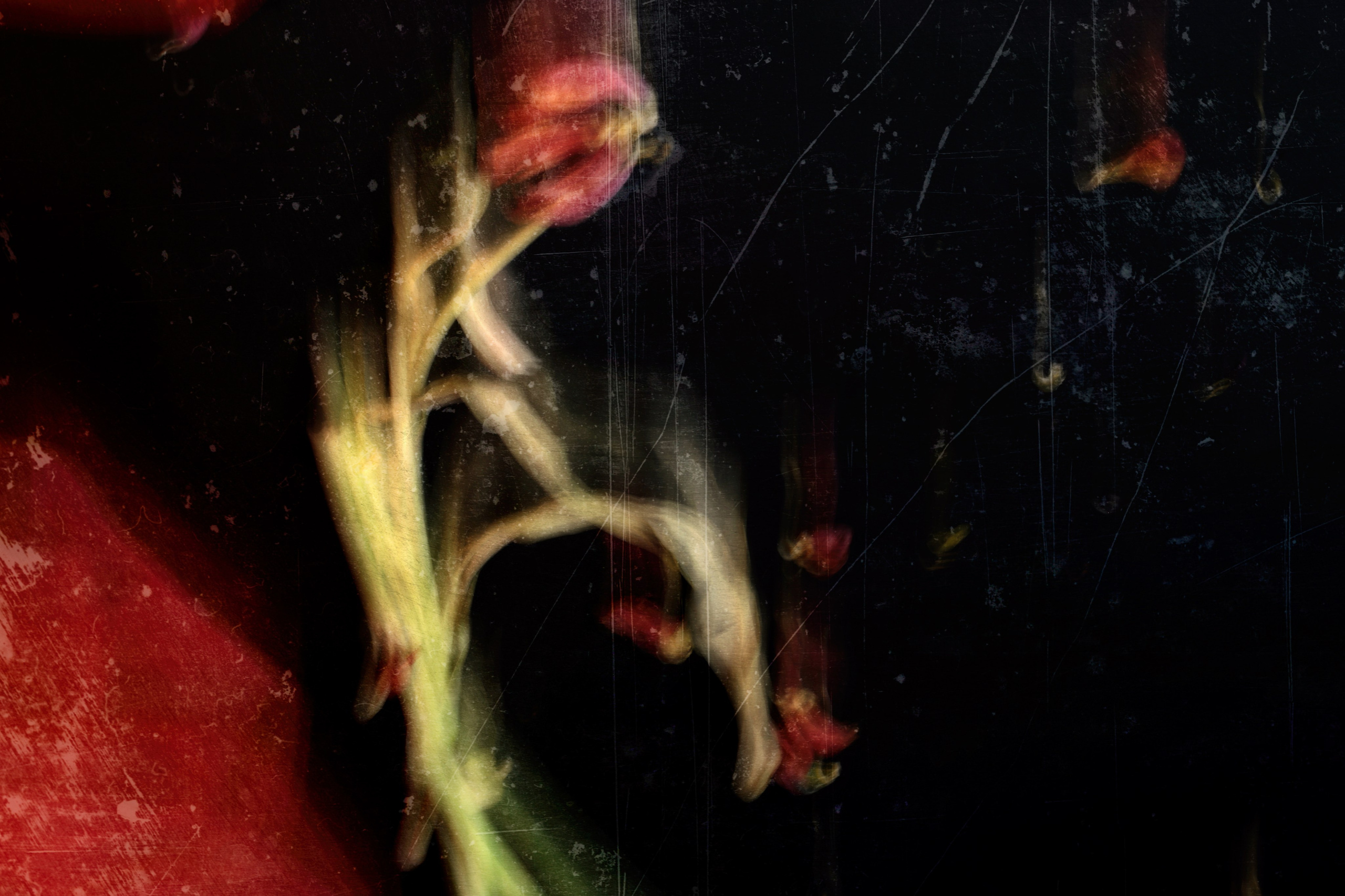 Цветы на черном фоне,фотохудожник,photoart,картины для интерьера