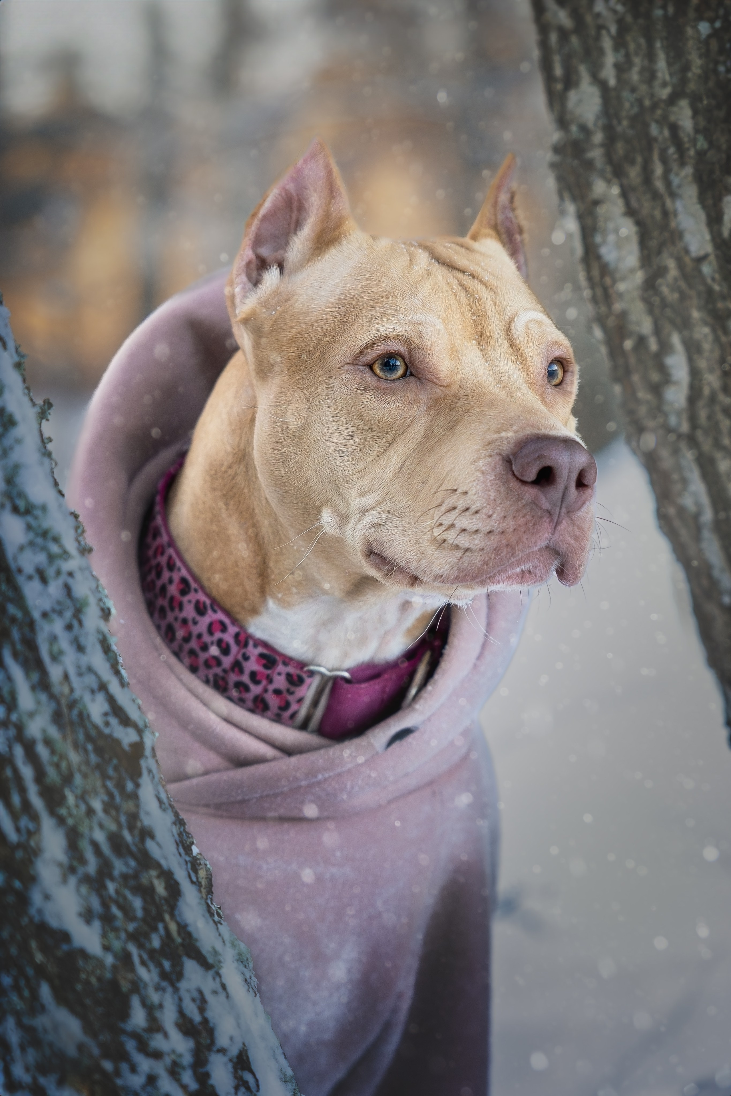 Strong Spirit Narnia. Главная