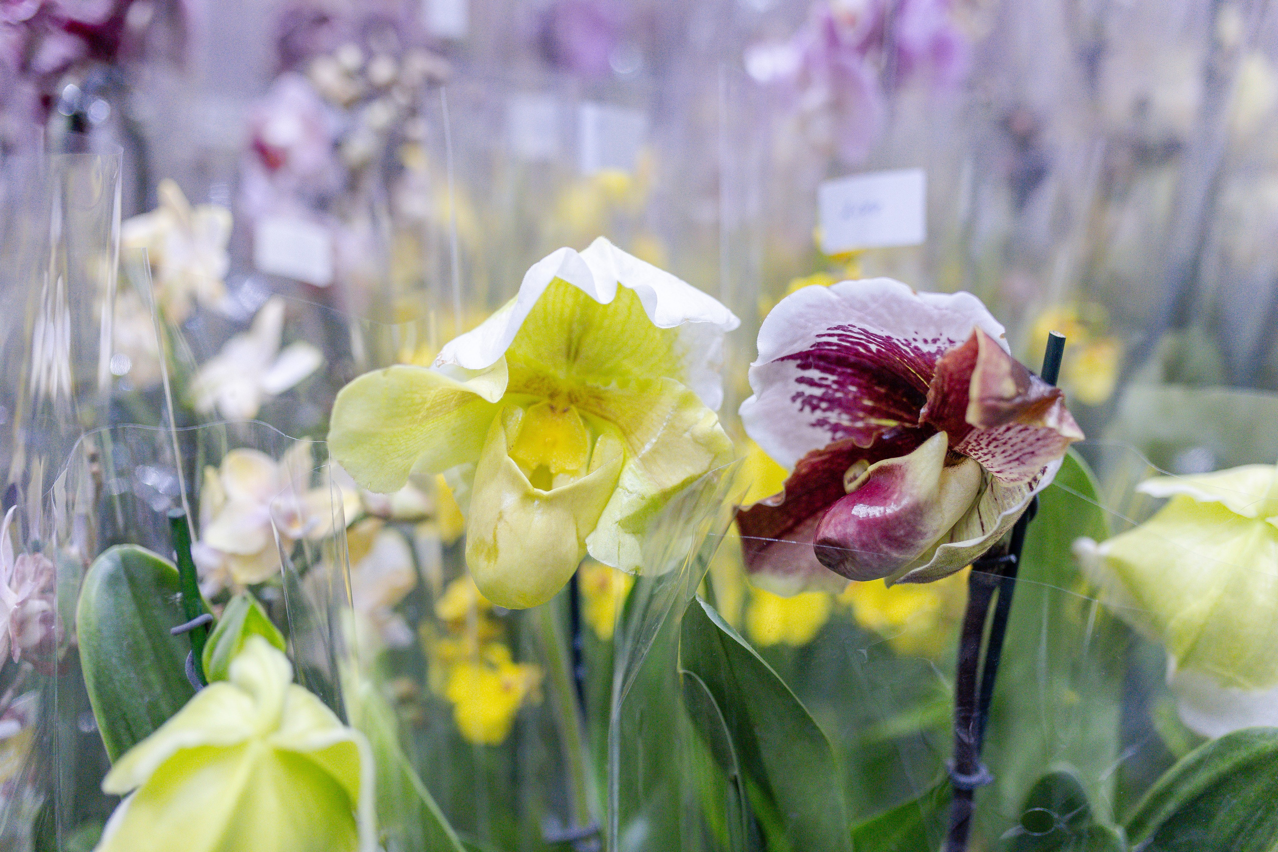 Орхидиум 12.2025. Александра Куликова фотограф, Москва