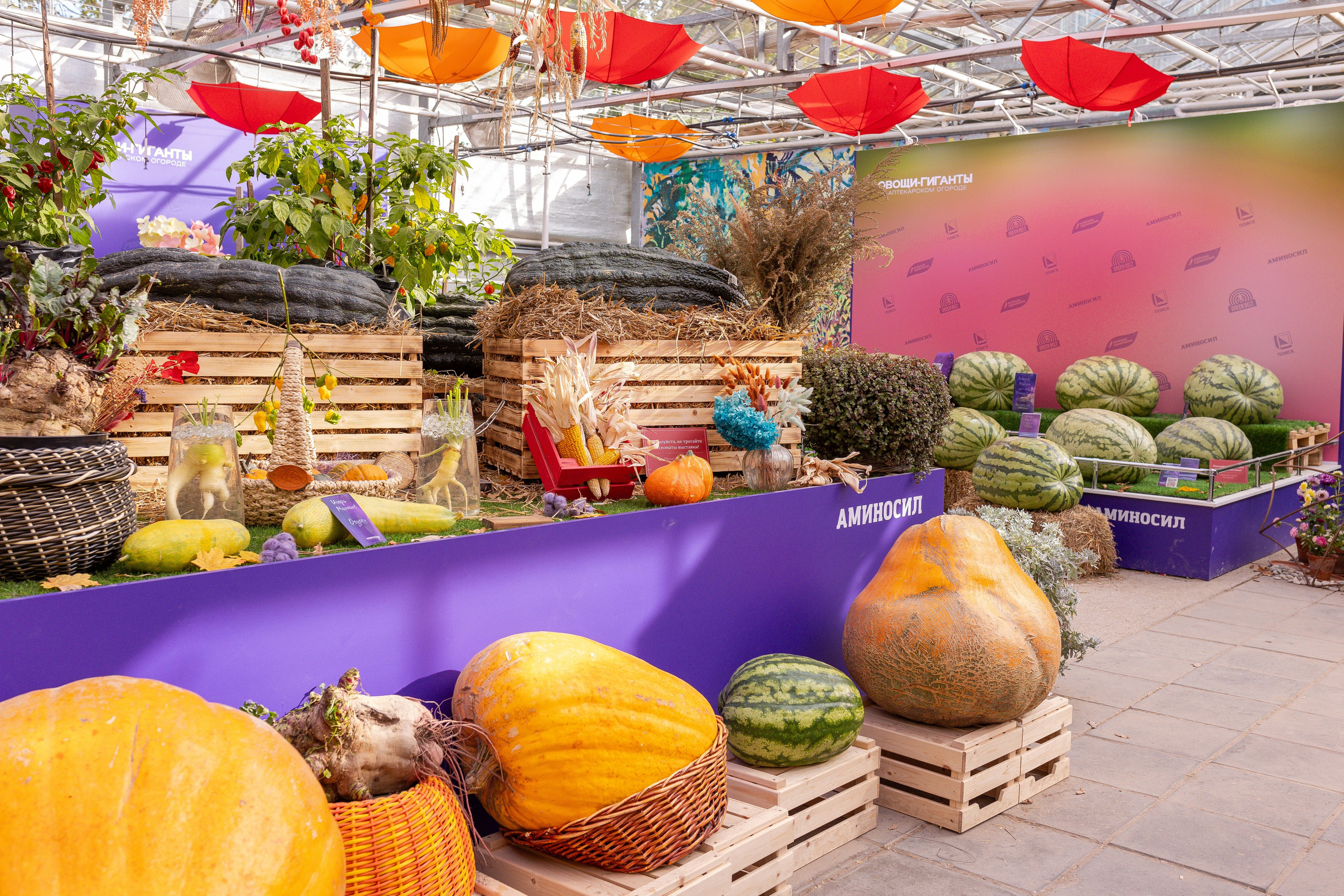 Овощи-гиганты. Александра Куликова фотограф, Москва