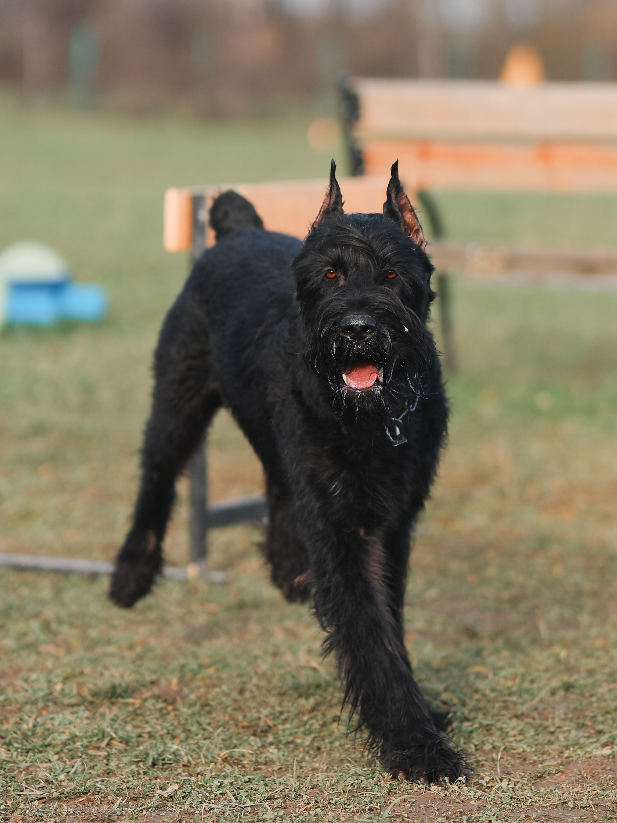 Соревнования BH. Фотограф-анималист в Москве Кириллова Татьяна
