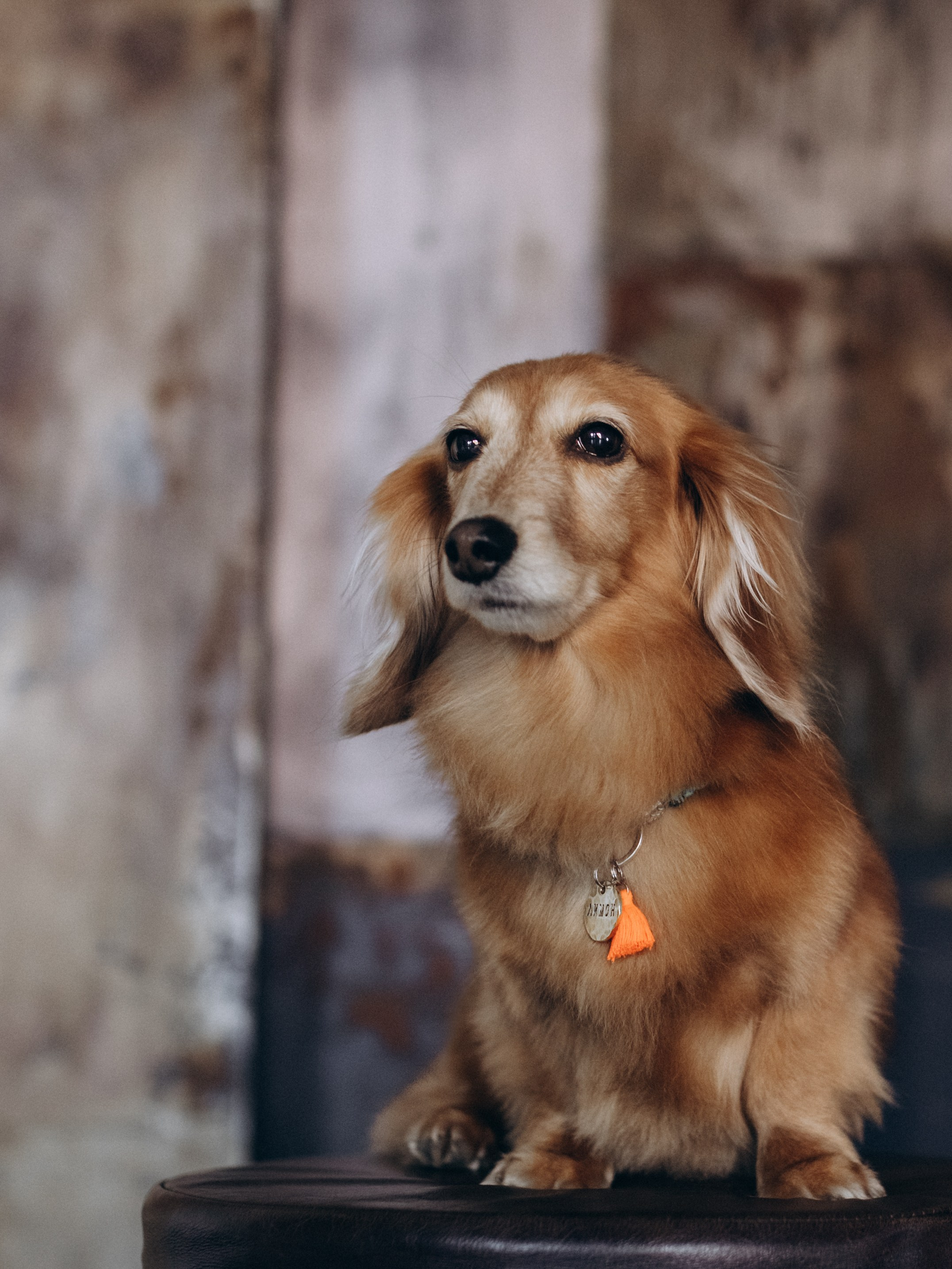 Лимон и Аня. Фотограф-анималист в Москве Кириллова Татьяна