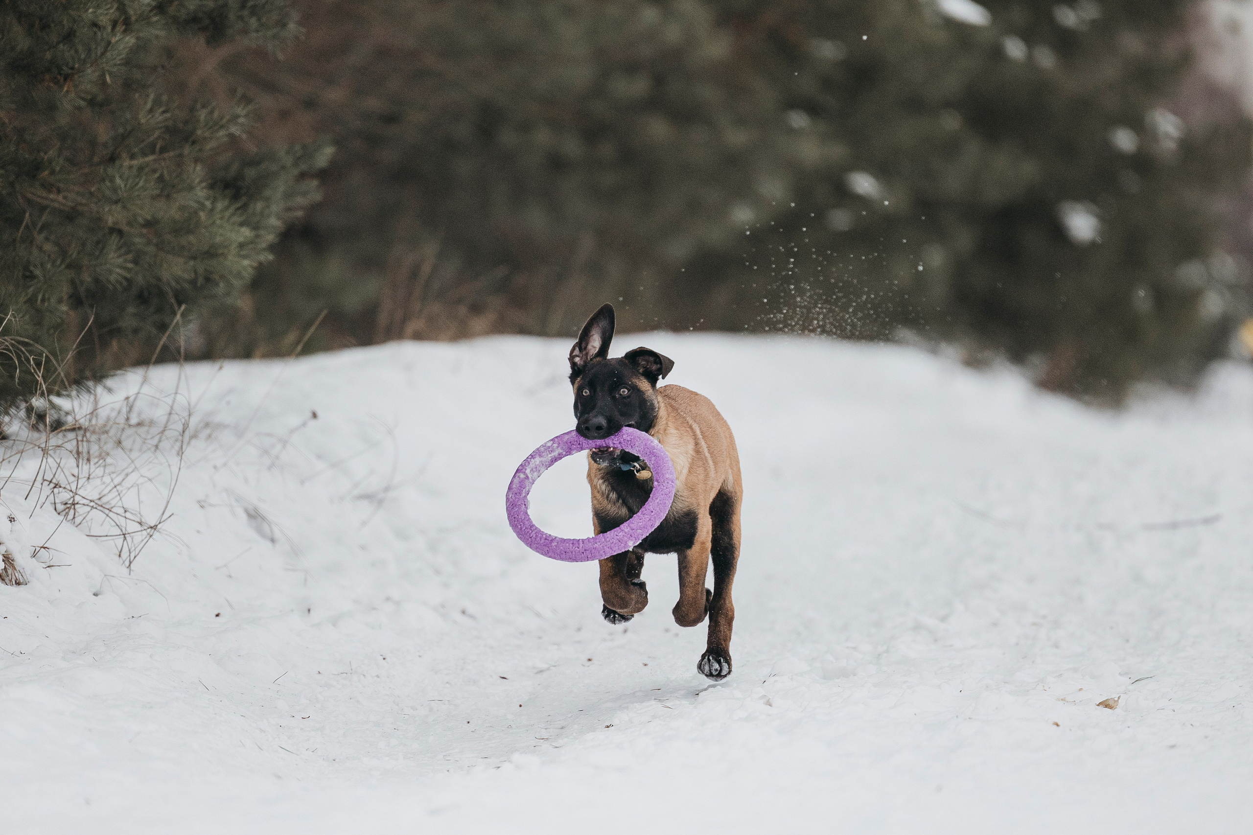 Даша, Омен, Айс и Рицу. Фотограф-анималист Анна Маринич