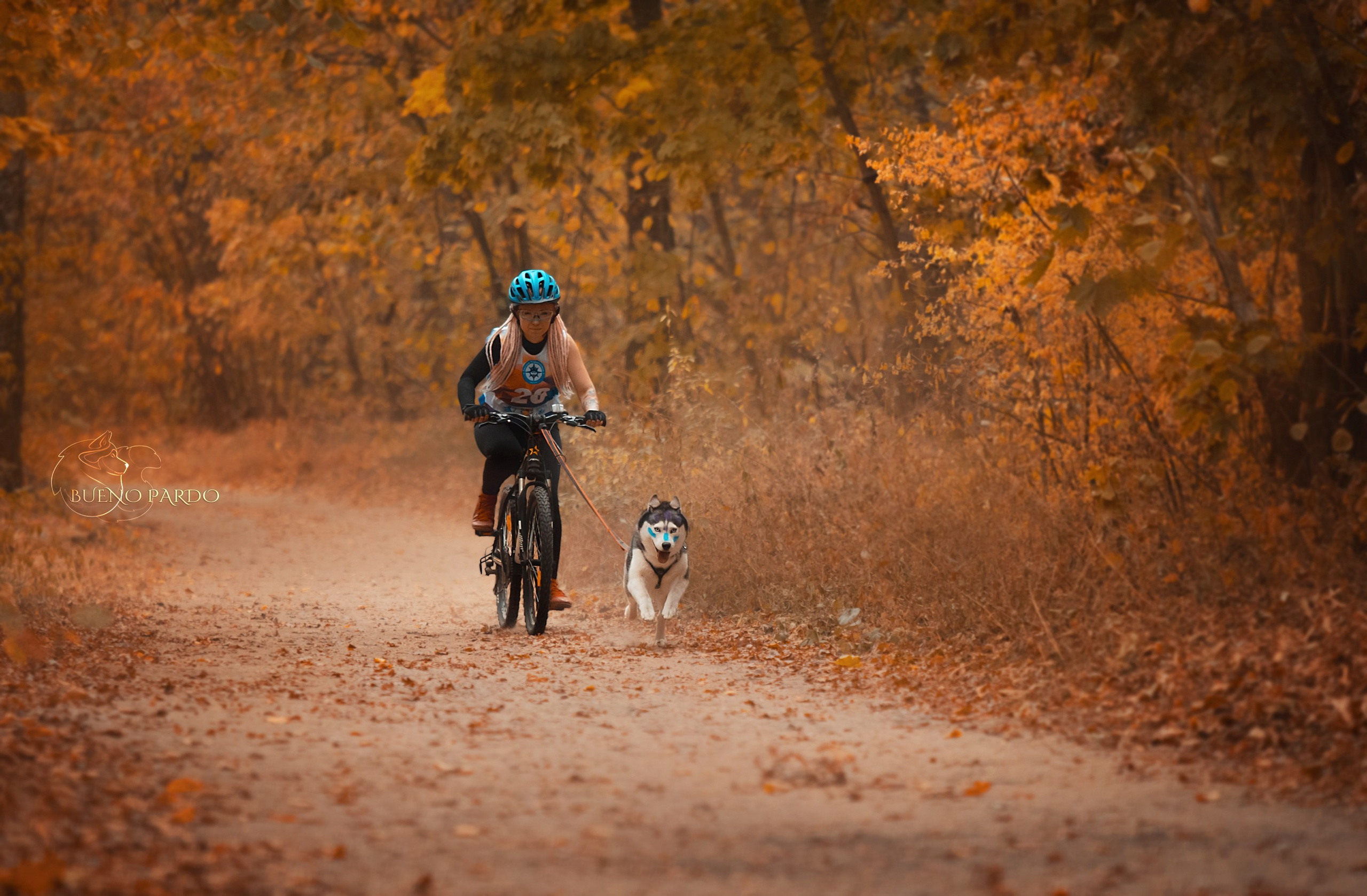 Ездовой спорт с хаски. Питомник собак Акита, Хаски, Корги