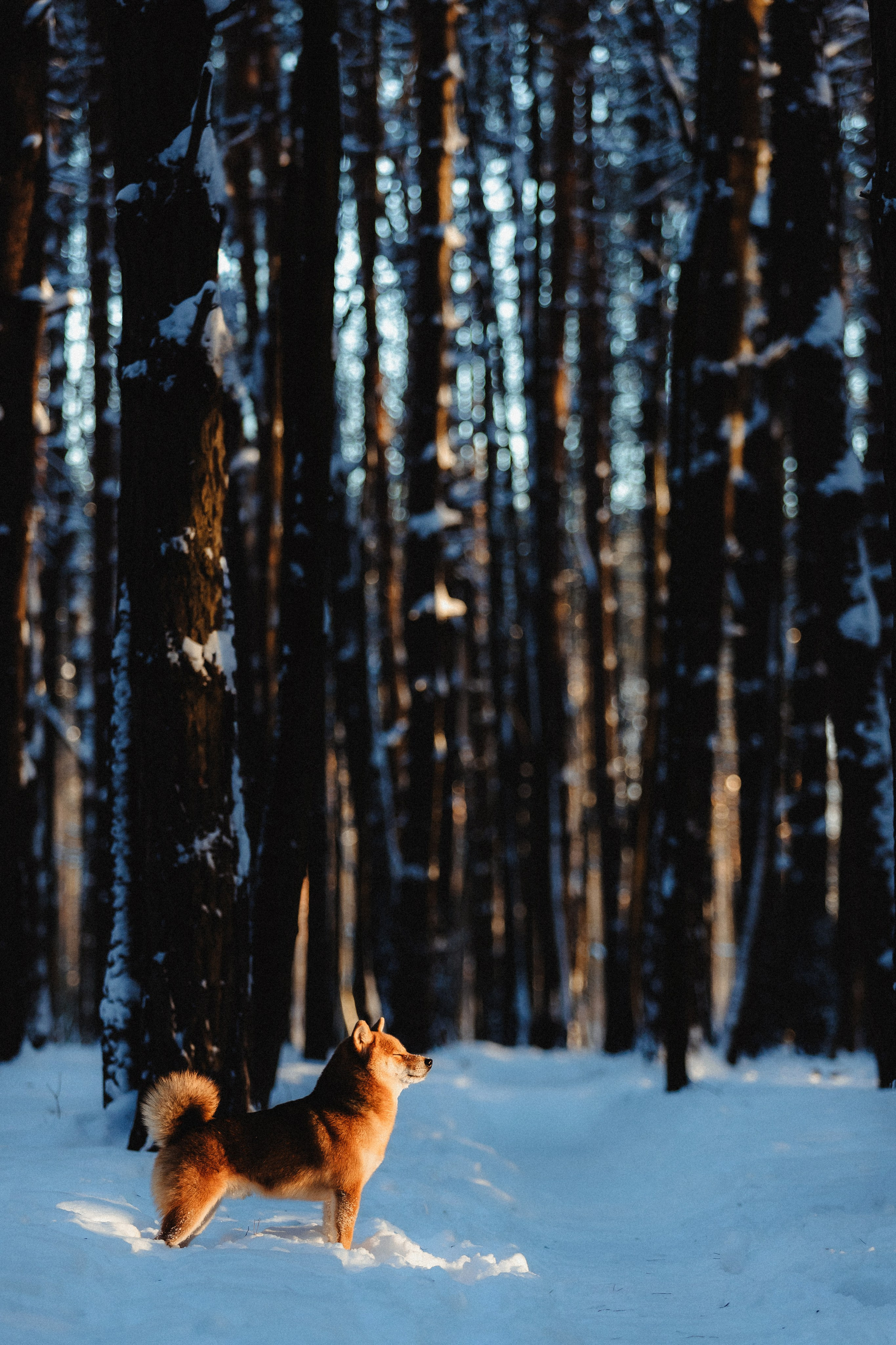 Шед, Цири и Ира