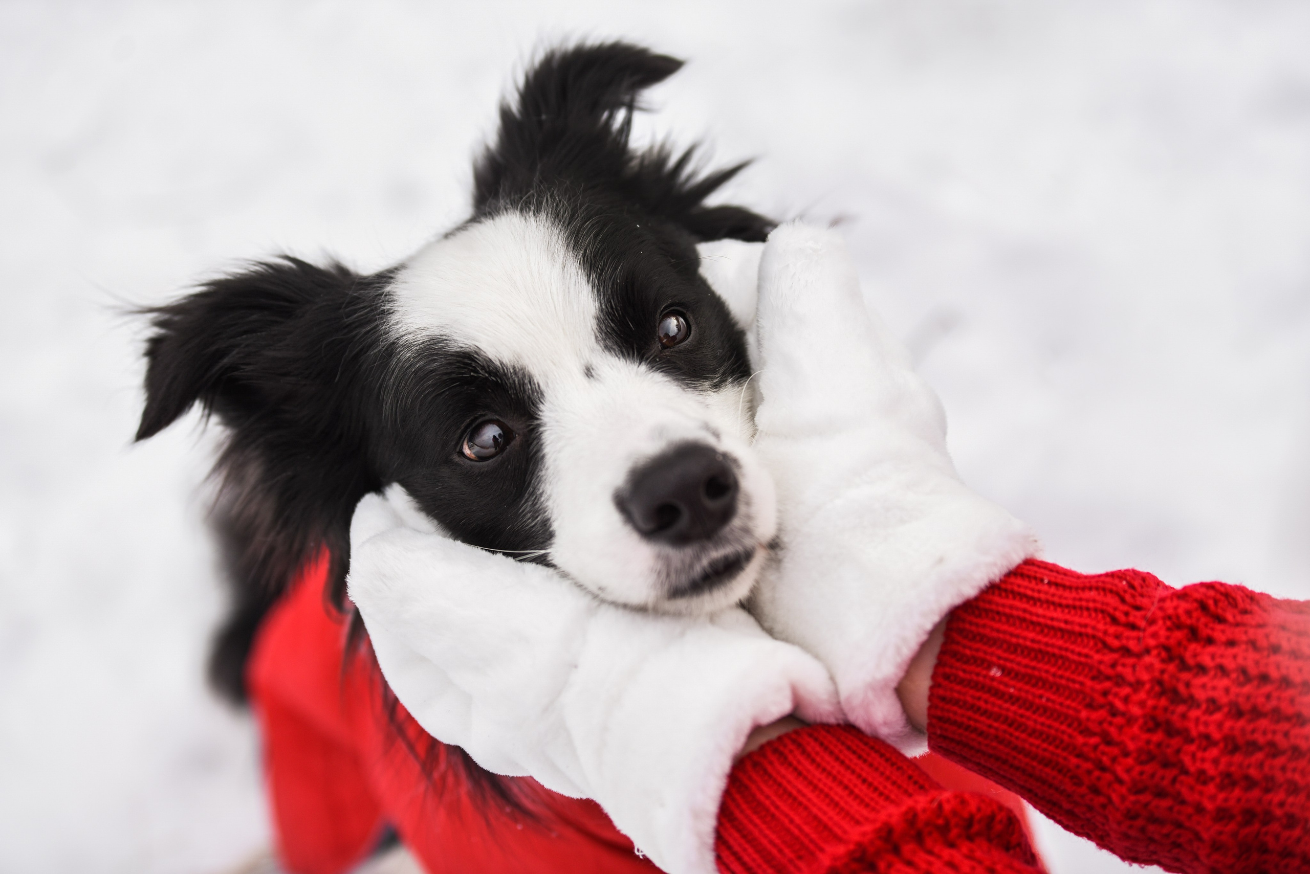 Портфолио. Фотограф-анималист в Екатеринбурге Марина Шишкина