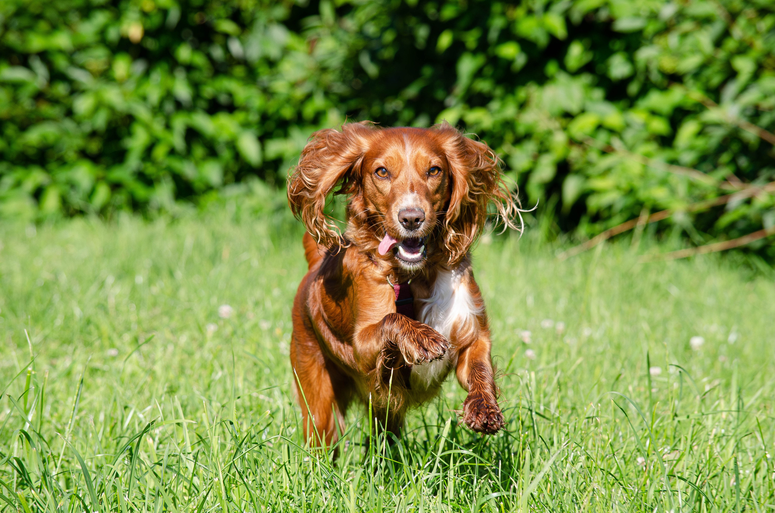 Джесси. Фотограф Светлана Блинова, Москва и Московская область