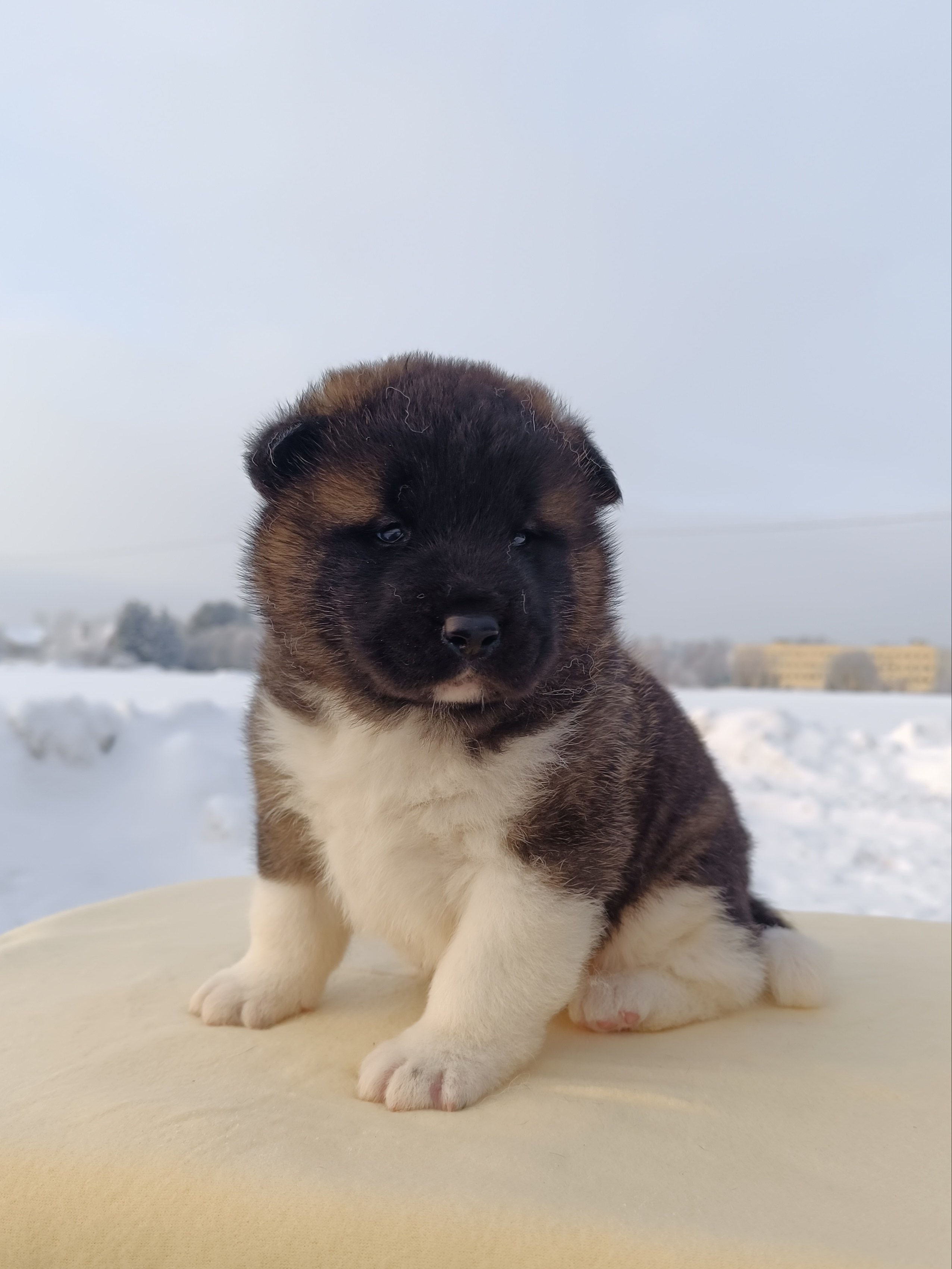 Rubylight Ctsar'. Американская акита I Сиба ину I Питомник RUBYLIGHT