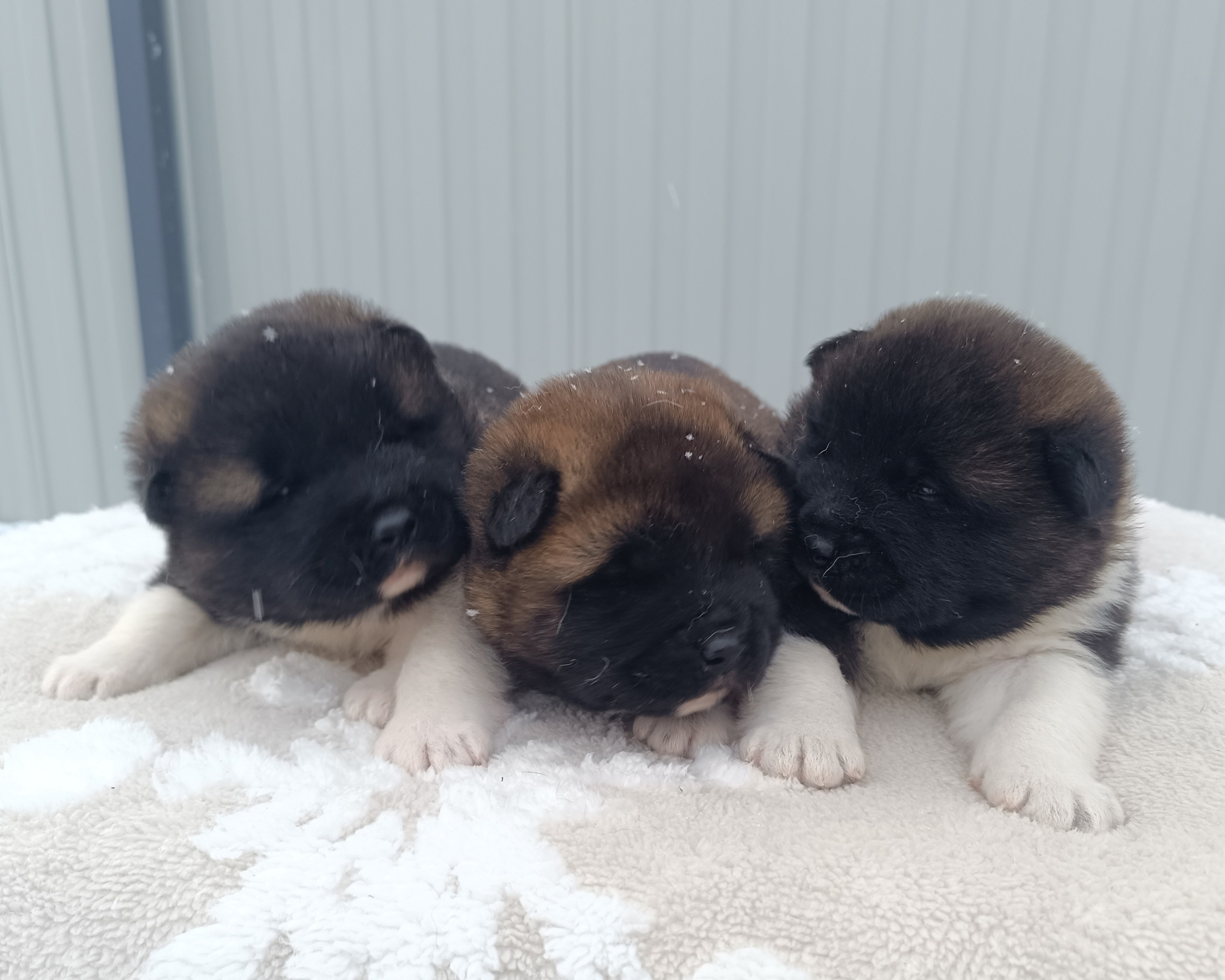 Американская акита  щенки питомник Санкт-Петербург клубные щенки Американская акита питомник RUBYLIGHT Рубилайт купить щенка американской акиты