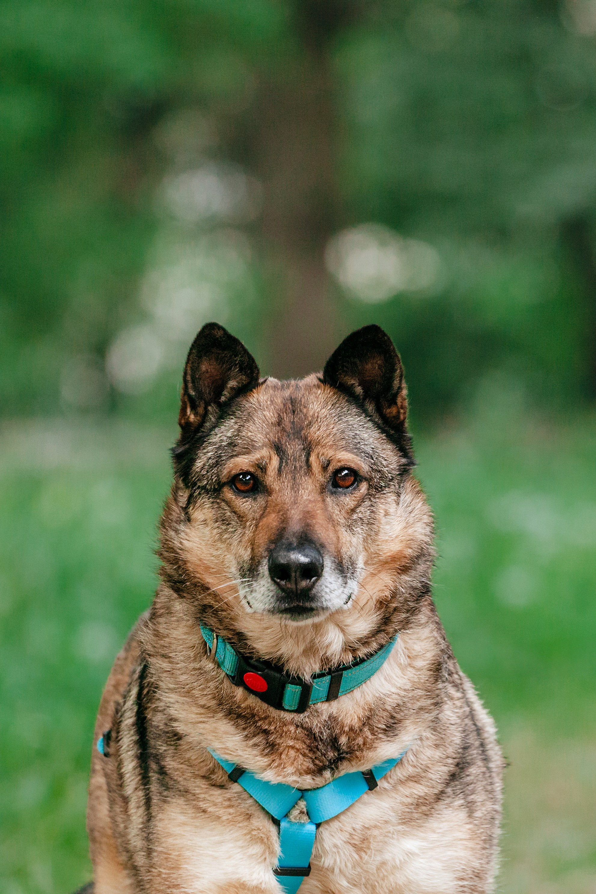 Собаки из приюта Дубовая роща лето 2025. Фотограф-анималист Татьяна Степанова