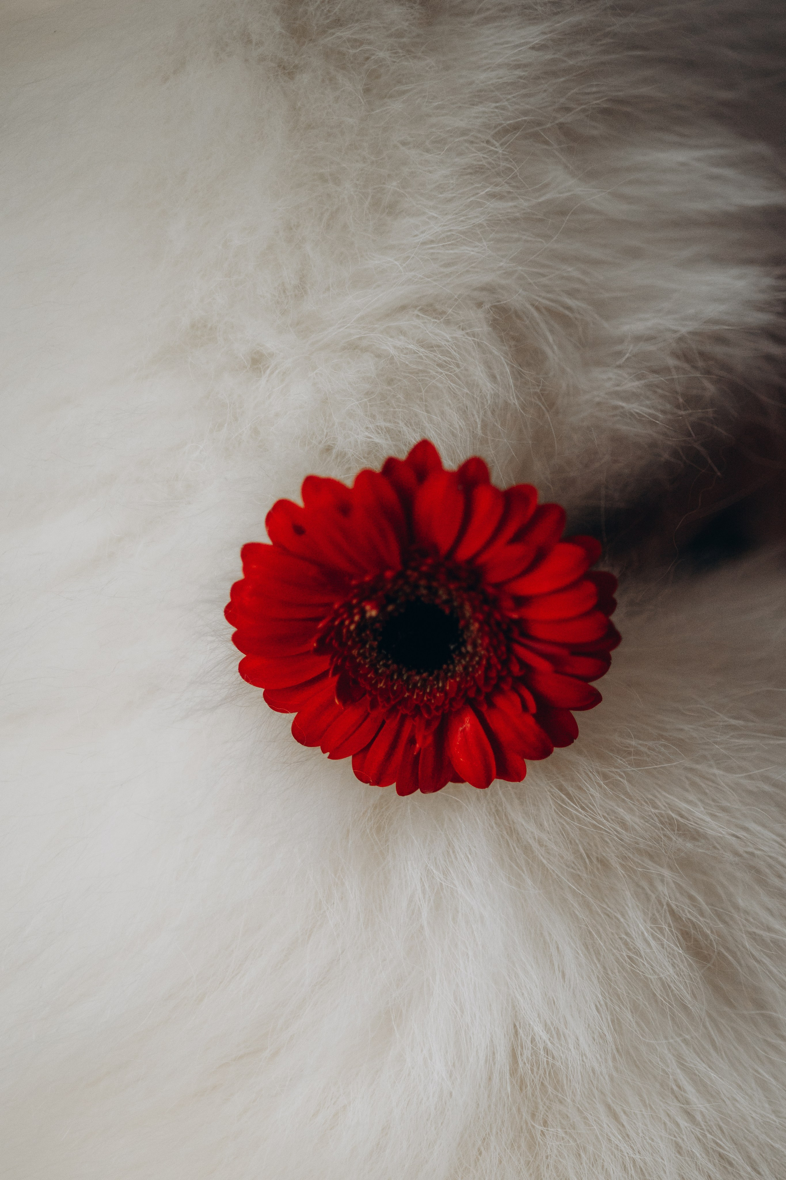 Настя и Кристофер. Фотограф — Анималист | Санкт-Петербург