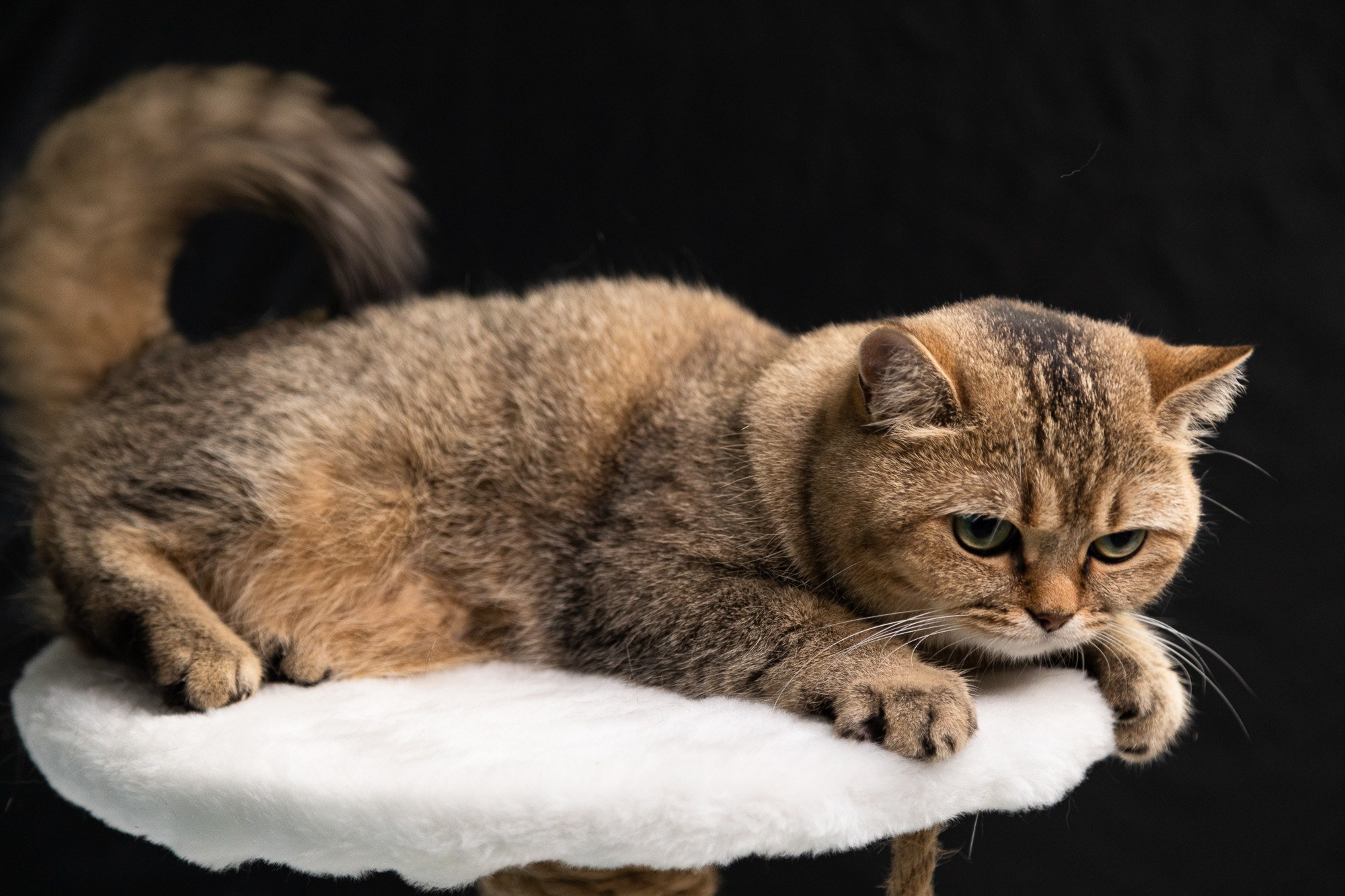 Питомцы. Фотоателье и полиграфия | Красивые фотосессии, сувениры с фото | Ремонт смартфонов, ноутбуков и техники в Коломне Zinovyev Team