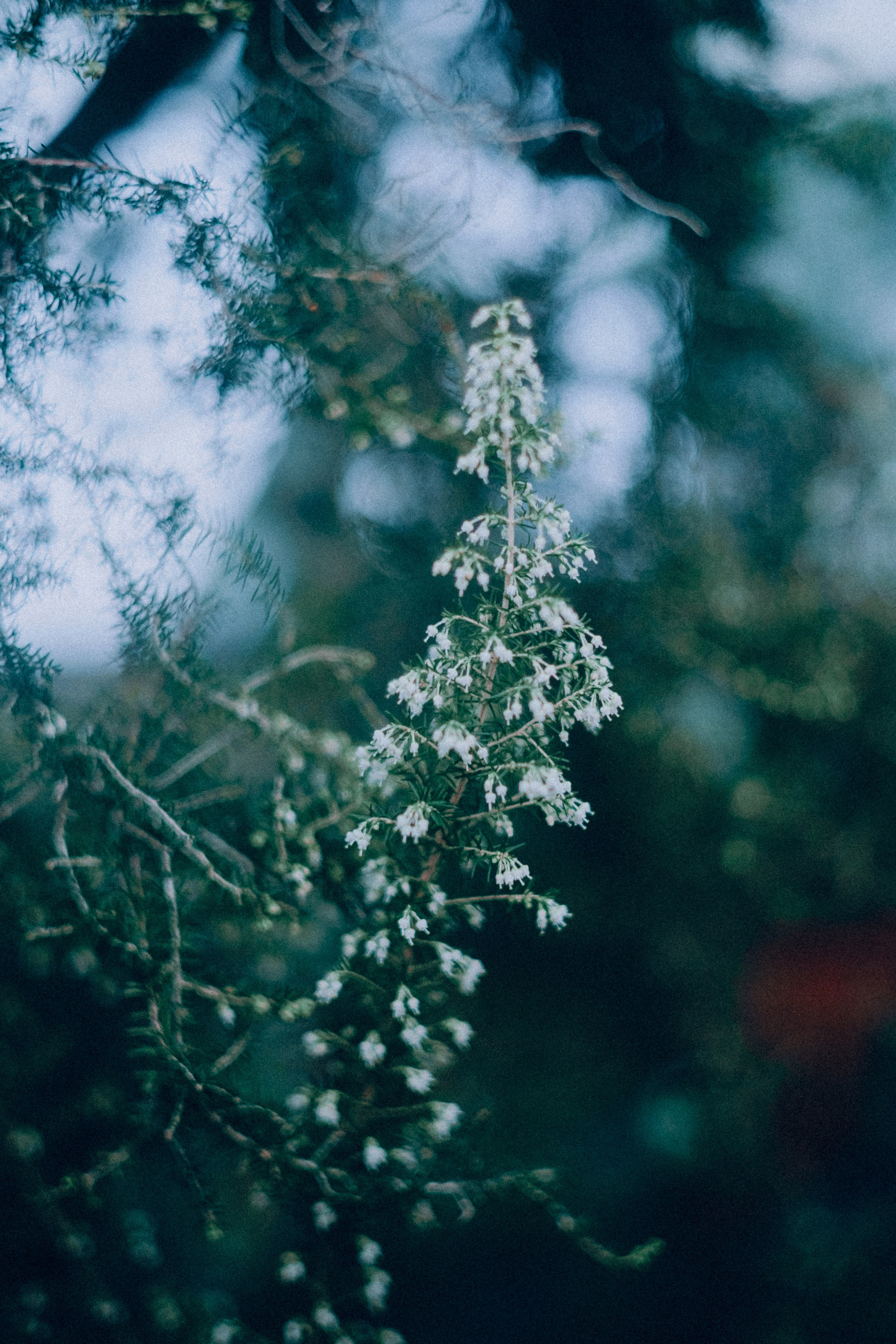 Botanical. Портретный и свадебный фотограф в Москве и Санкт-Петербурге. Учитель фотографии онлайн и оффлайн