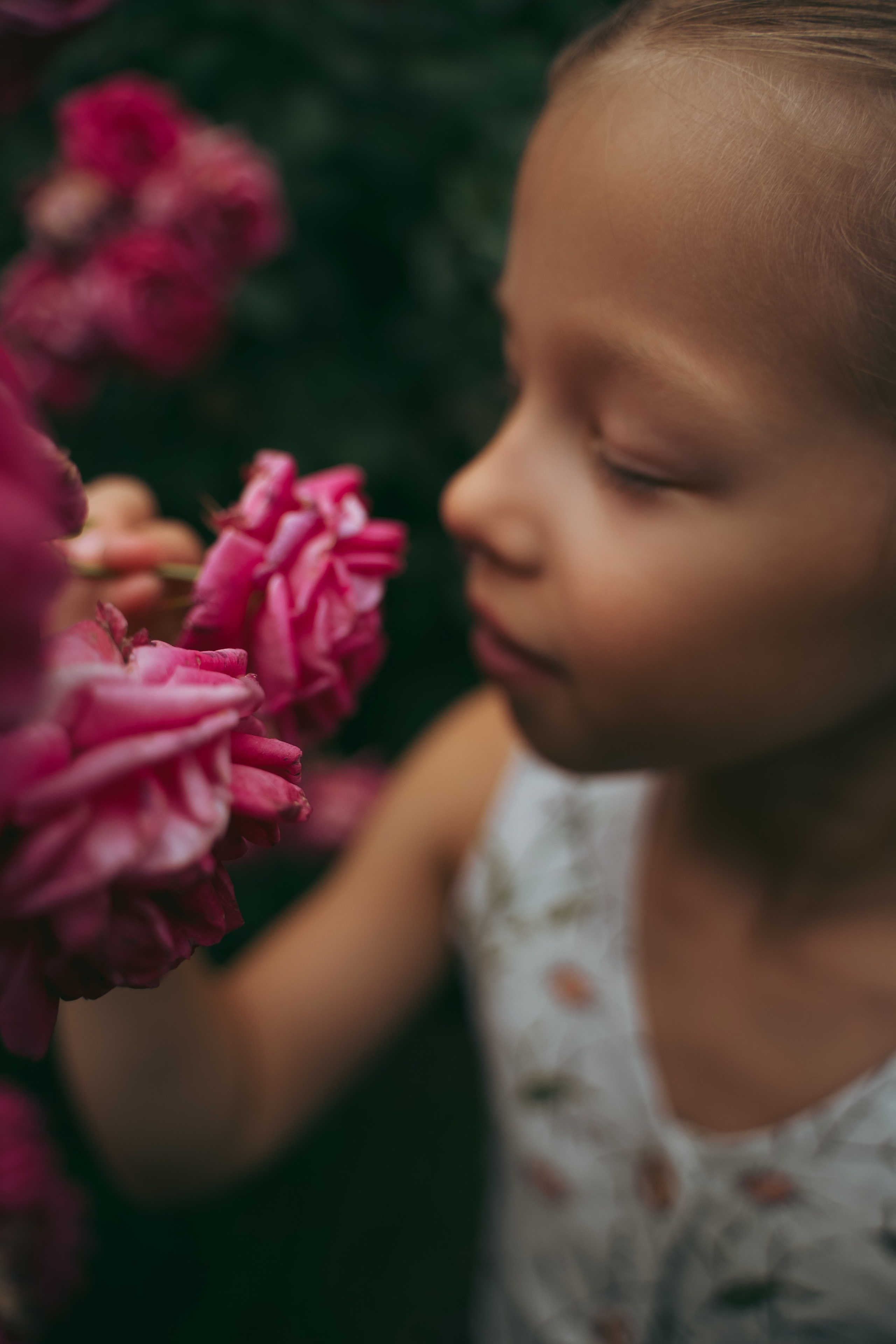 Розы. Фотограф Мария Зайчик