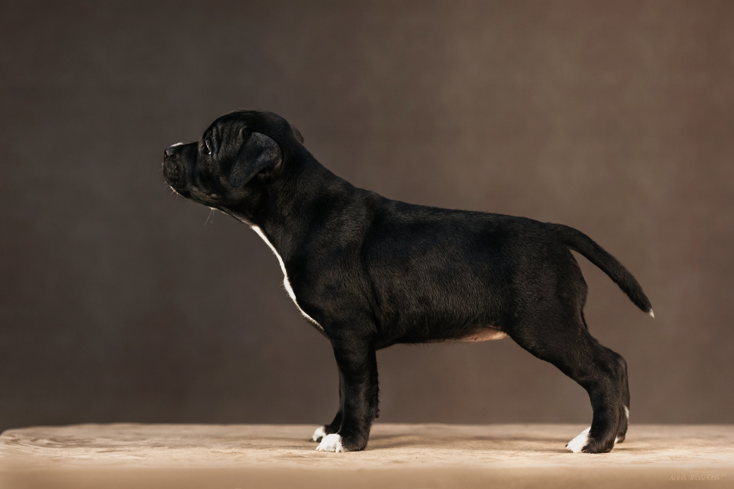 Стаффи. Фотограф анималист Аня Ливанова | Рыбинск