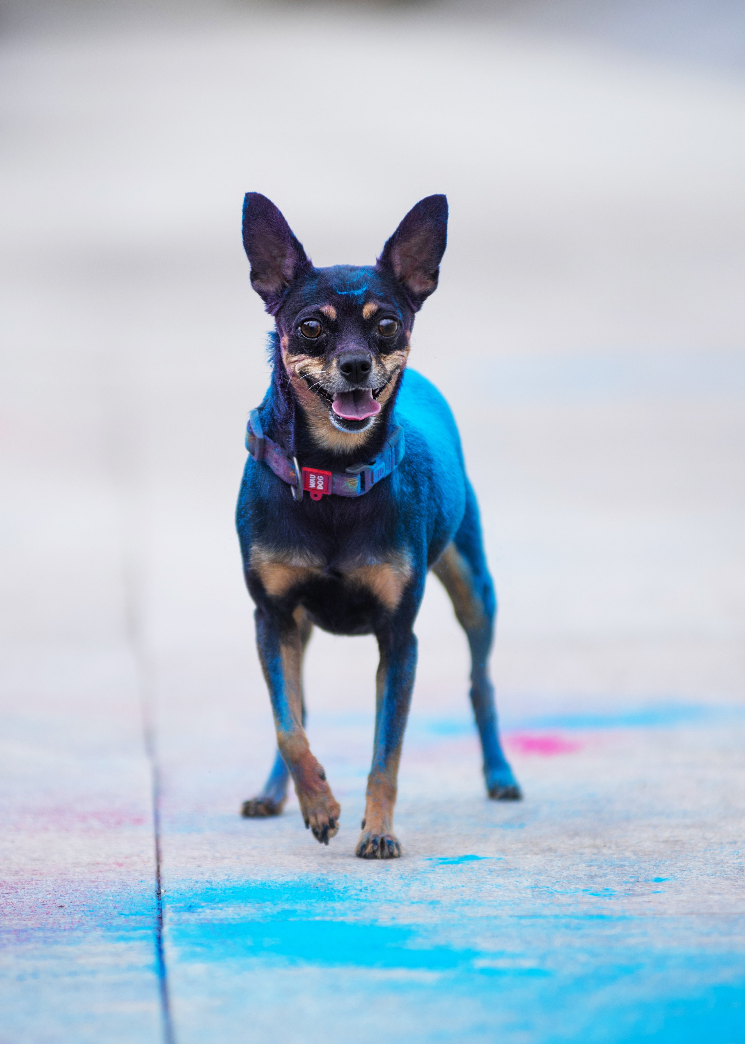 Мотя и краски холли. Дог-фотограф в Тюмени Александра Королева