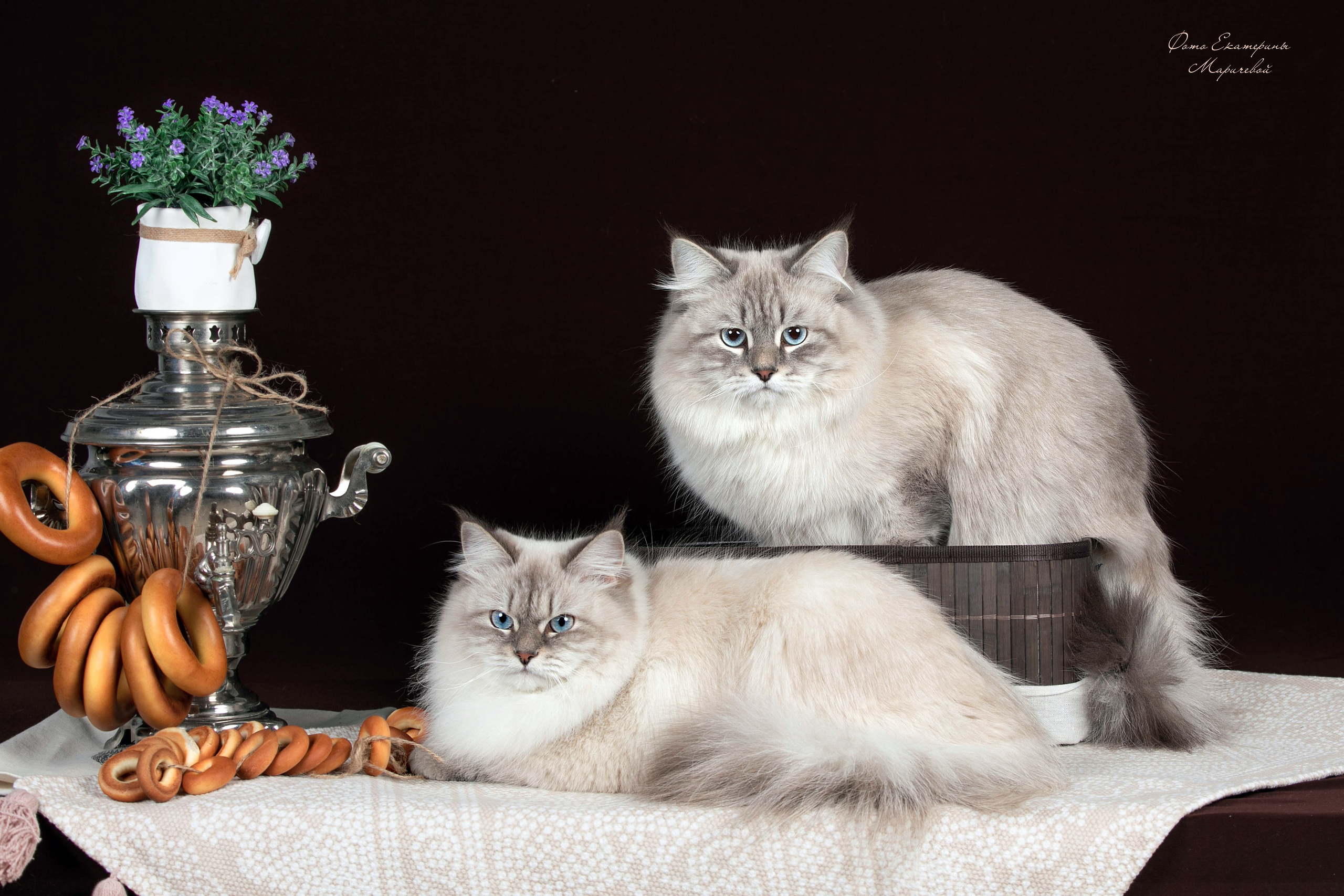 Стендовая съёмка на выставках кошек. Фотограф-анималист в Омске Екатерина Маричева