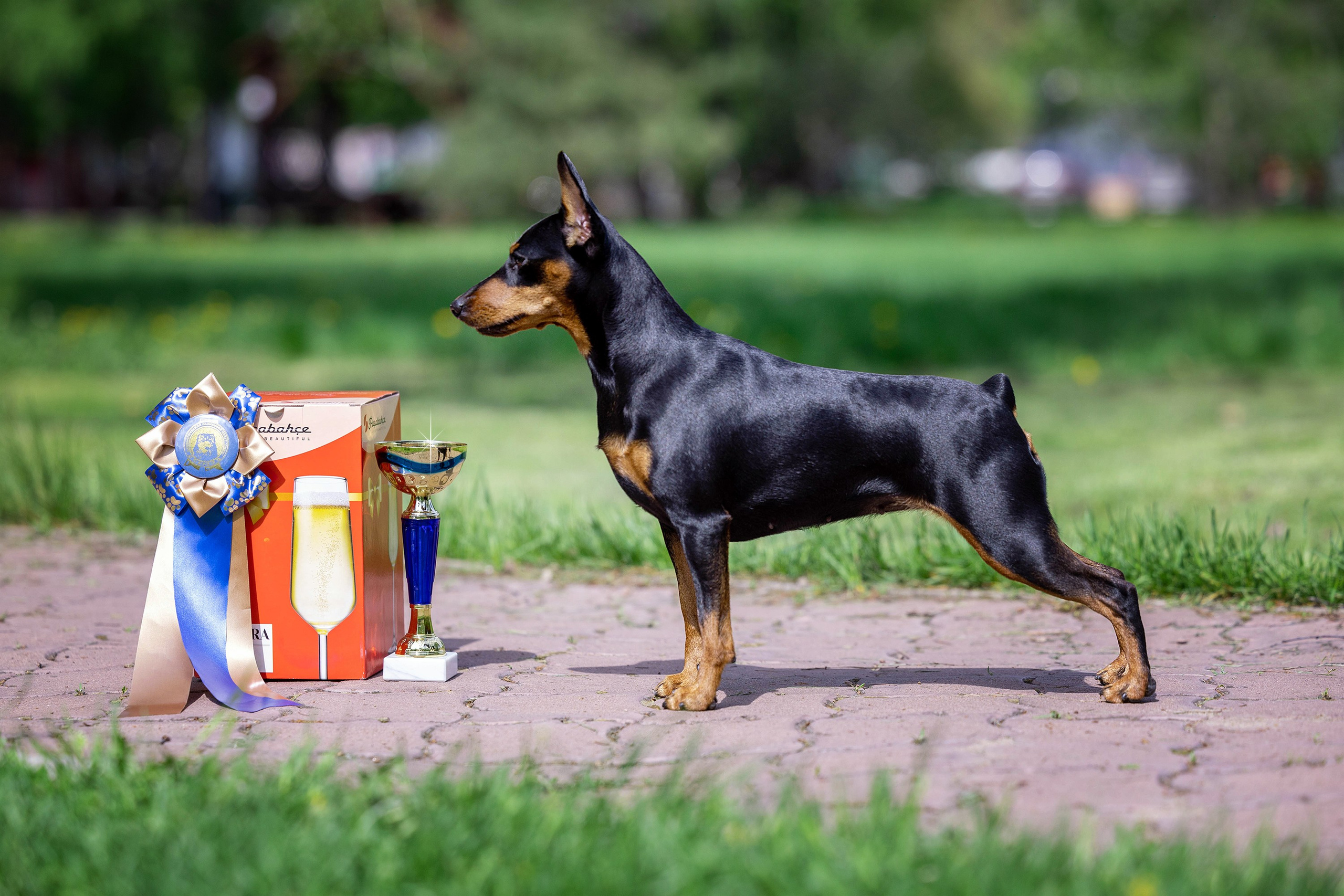 Заринговая съёмка на выставках собак. Фотограф-анималист в Омске Екатерина Маричева