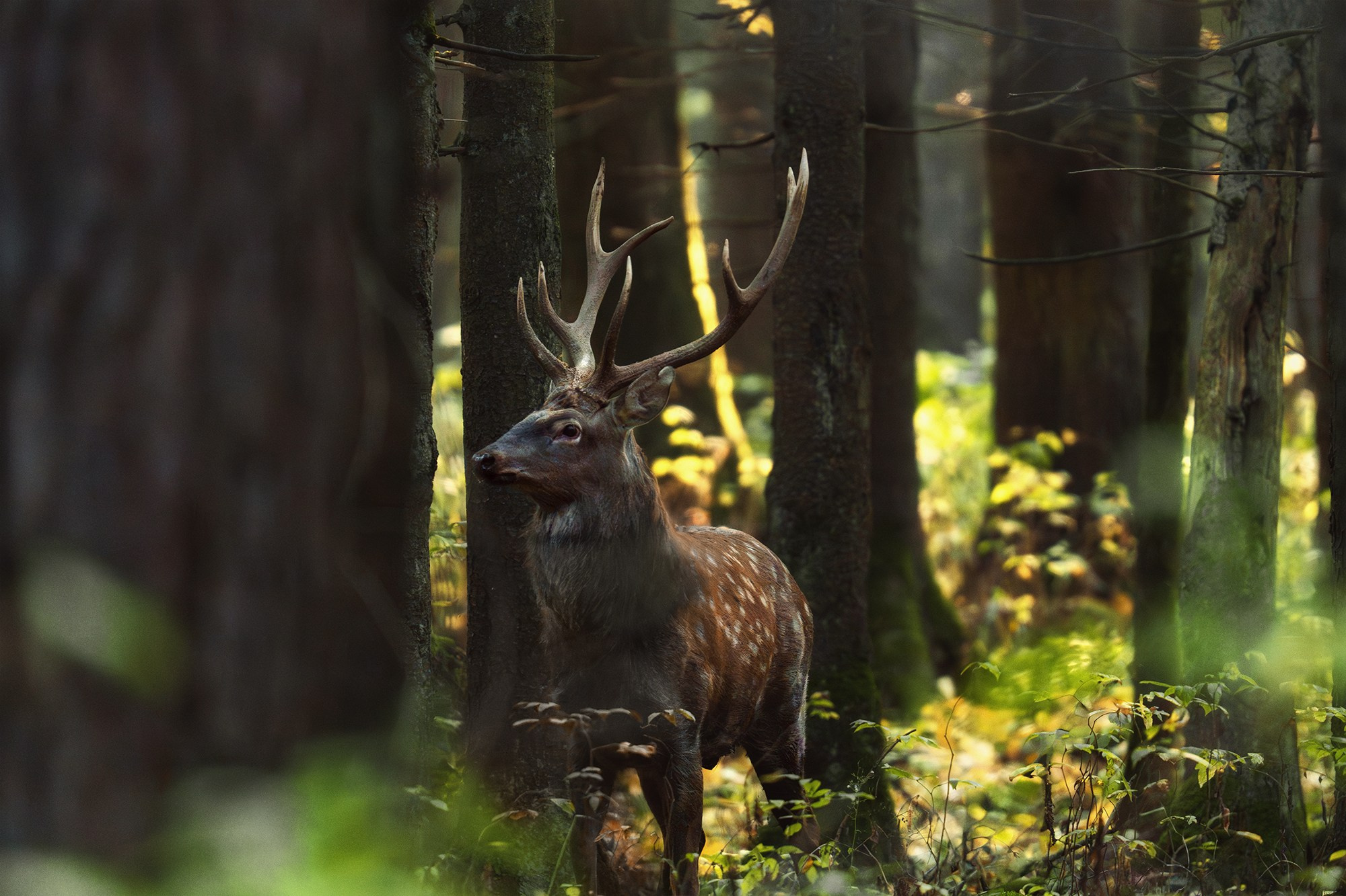 Животные. Ваш личный фотограф Марина Волкова