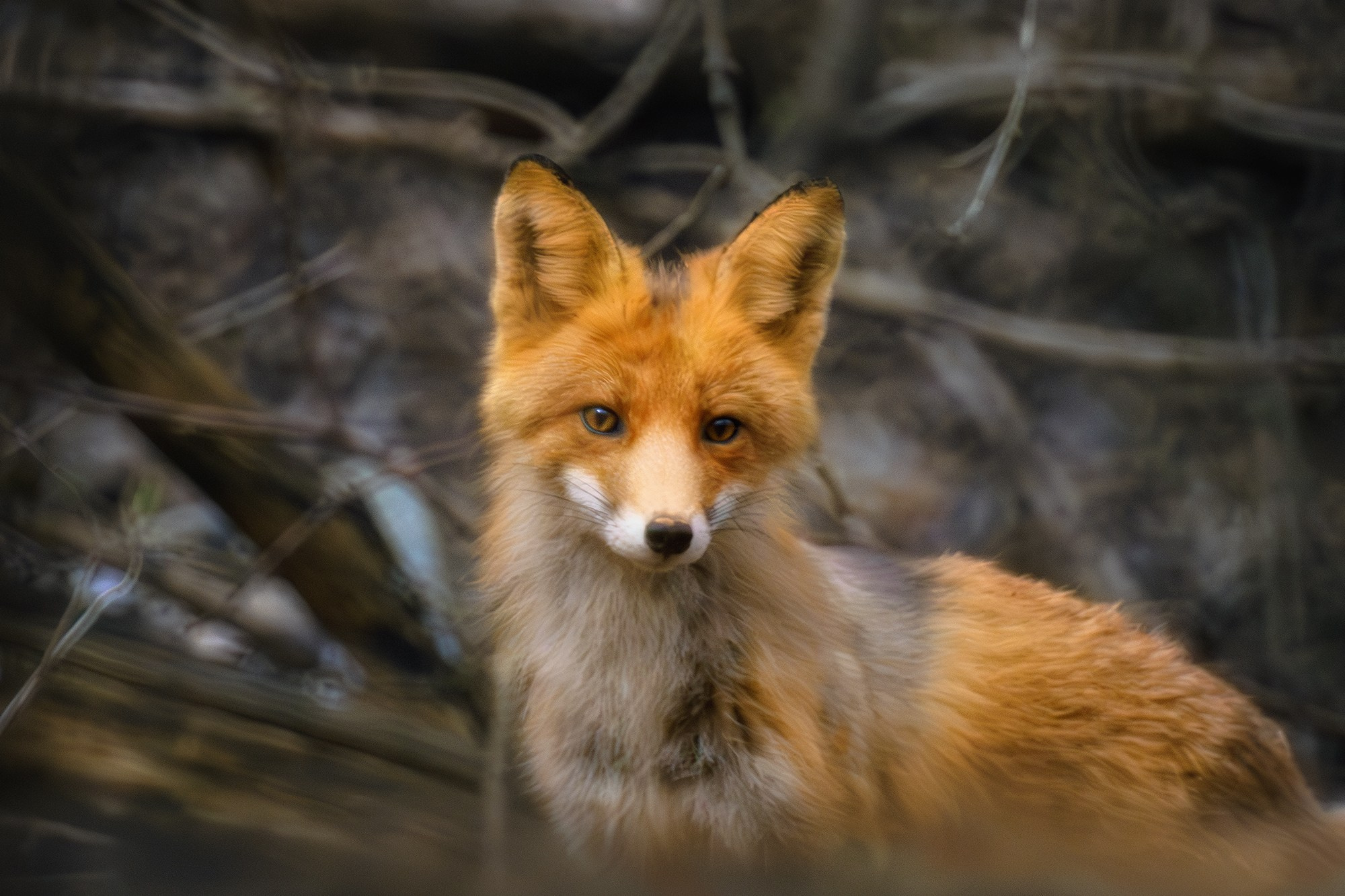 Животные. Ваш личный фотограф Марина Волкова