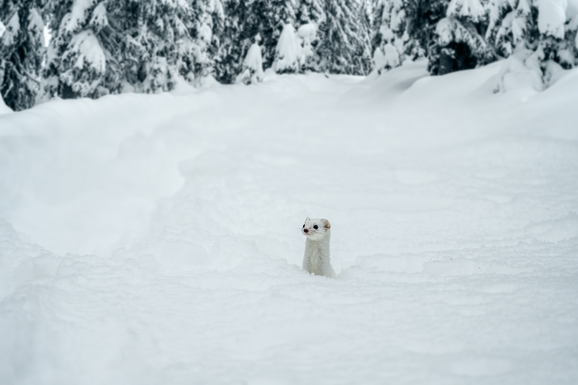 Животные. Ваш личный фотограф Марина Волкова