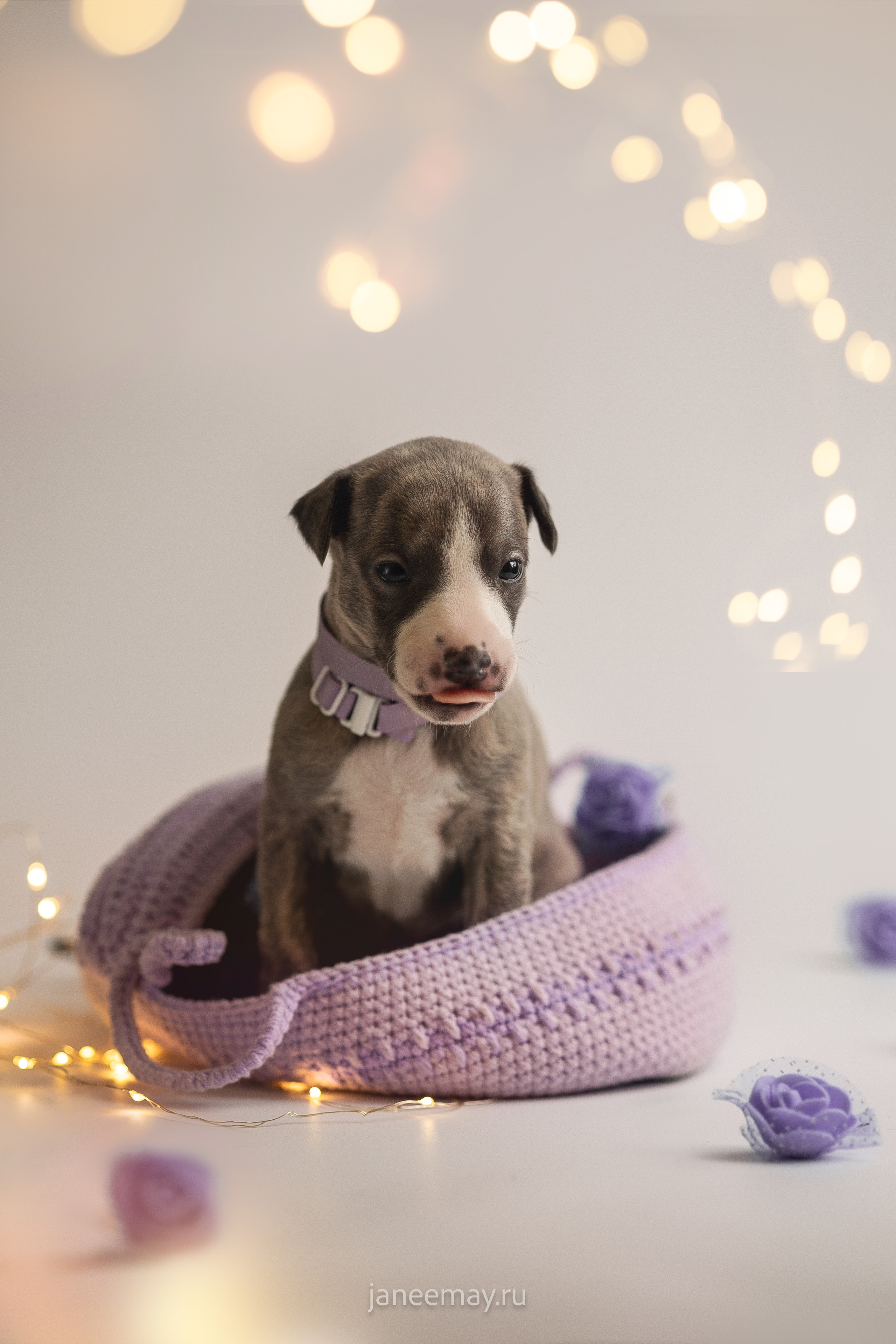 Малыши уиппеты Великбековых. Фотограф анималист в Москве Майорова Евгения