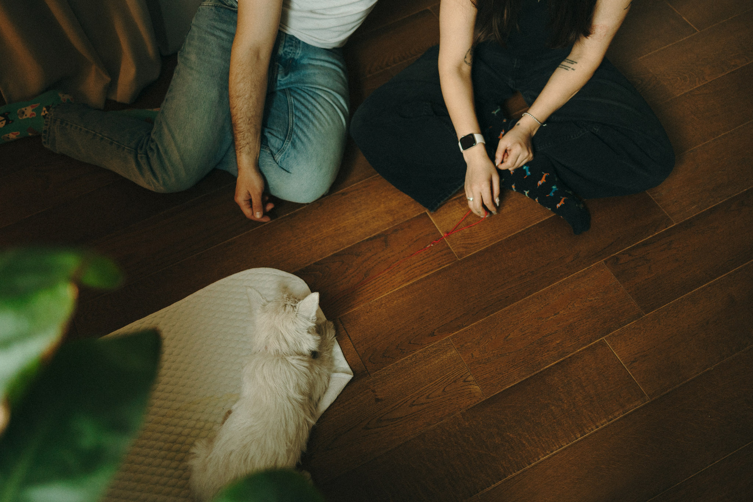 Снежуля, Мари и Саша. Фотограф анималист Анастасия Пикей