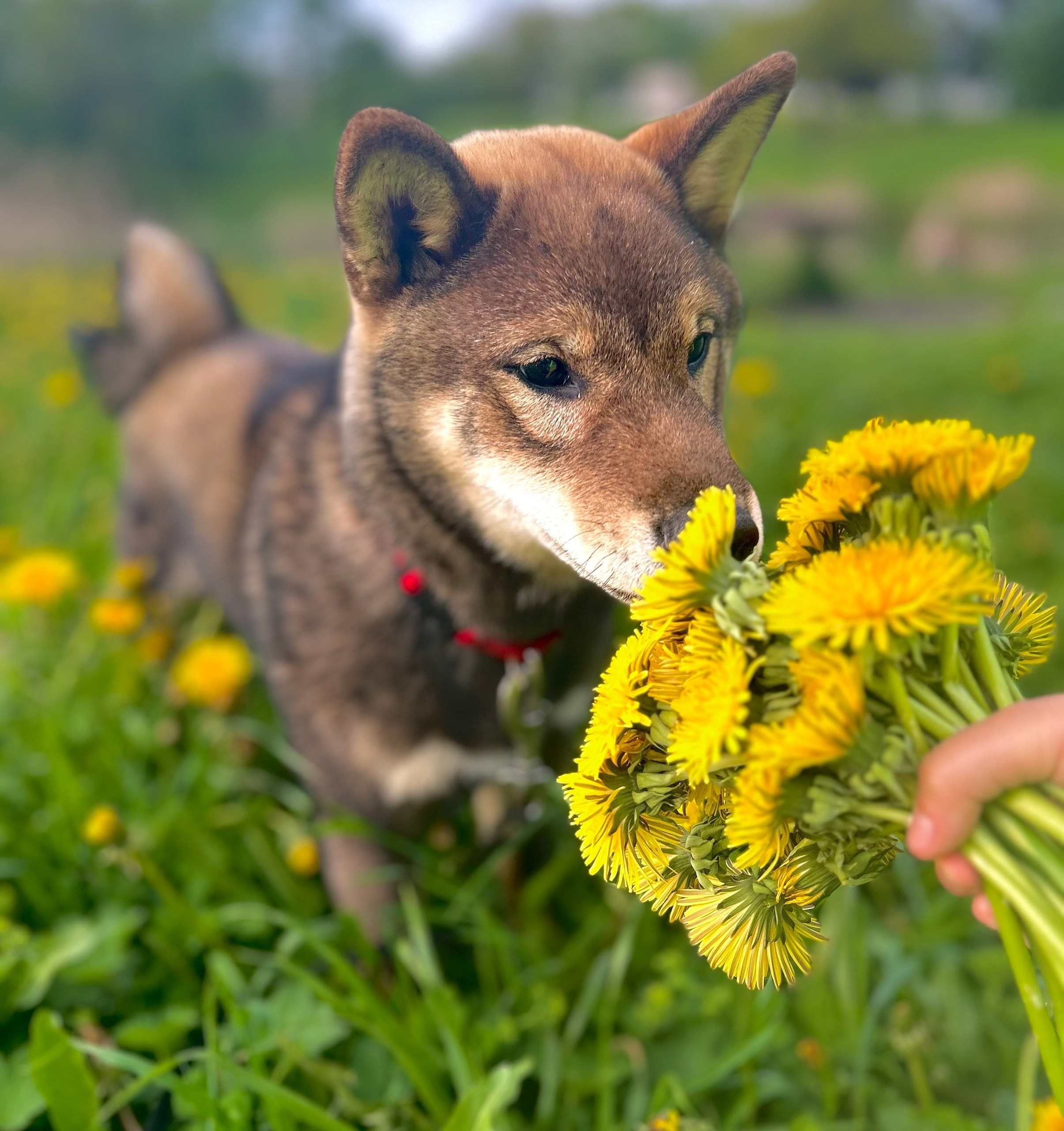 Шаман (сезам) * Шу_ Шаолинь Цукан. AMERICAN AKITA RUBYLIGHT KENNEL I SHIBA-INU