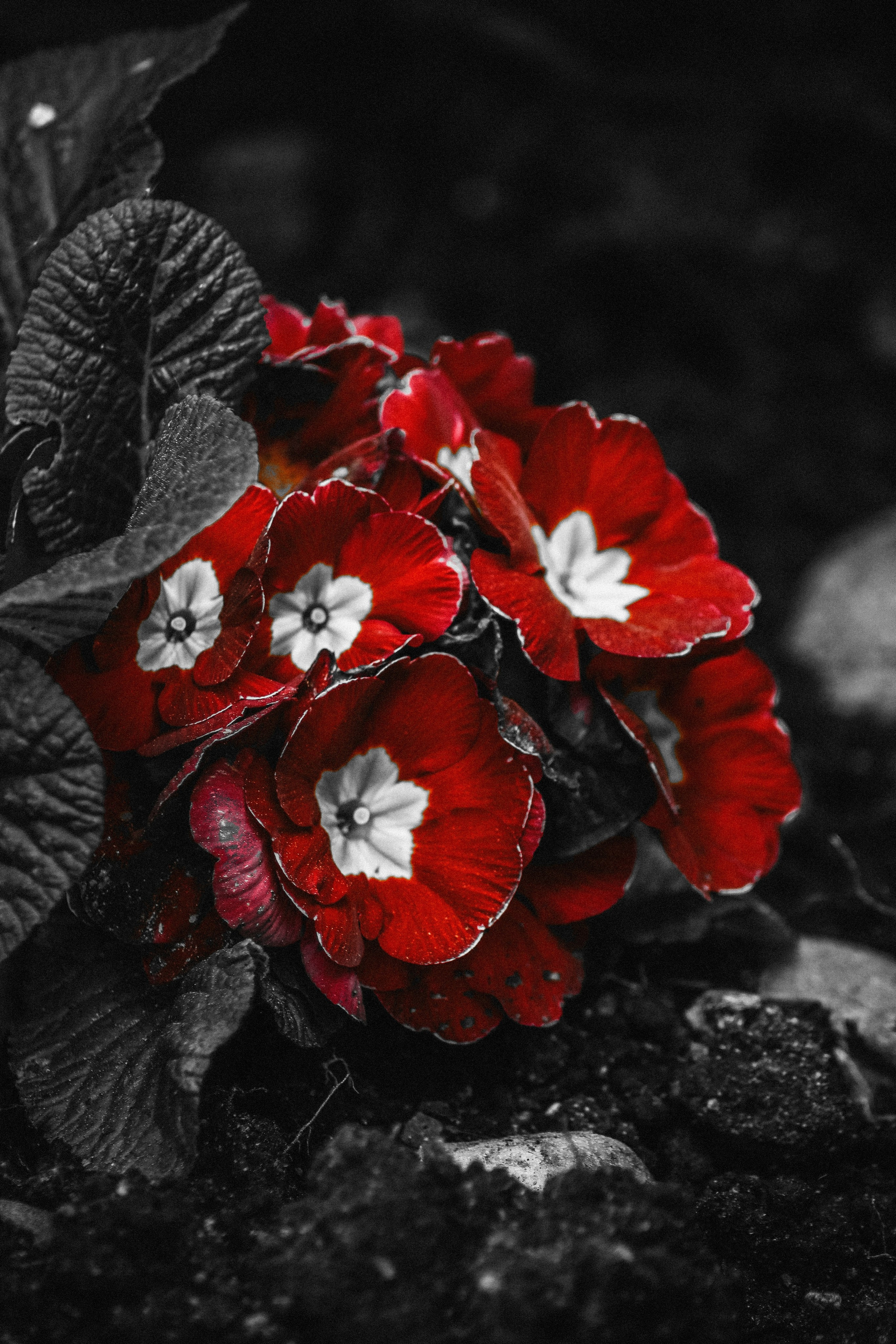 О Д И Н — Ц В Е Т. — Digital Noise —