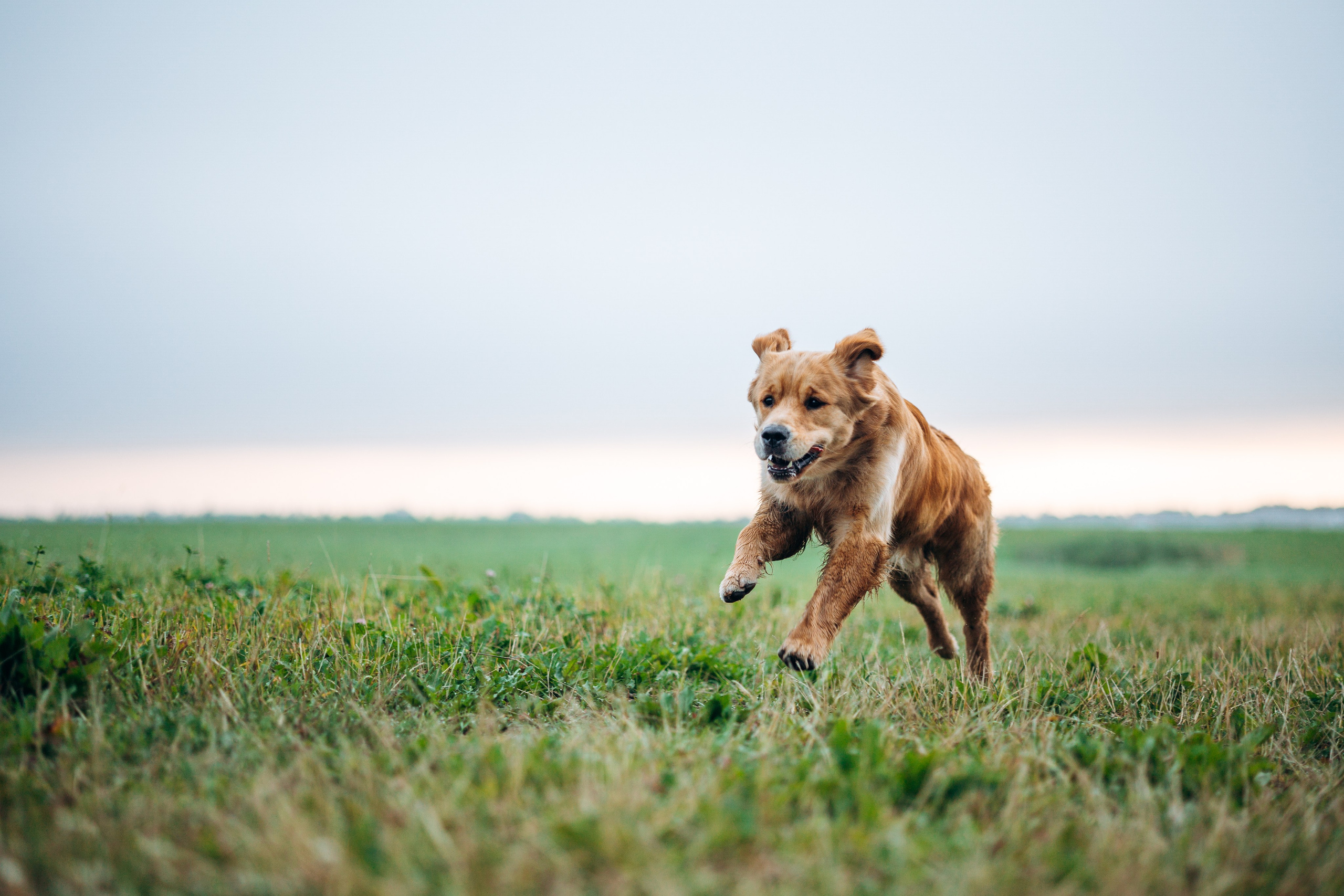 Аня и Ноллан. Фотограф — Анималист | Санкт-Петербург