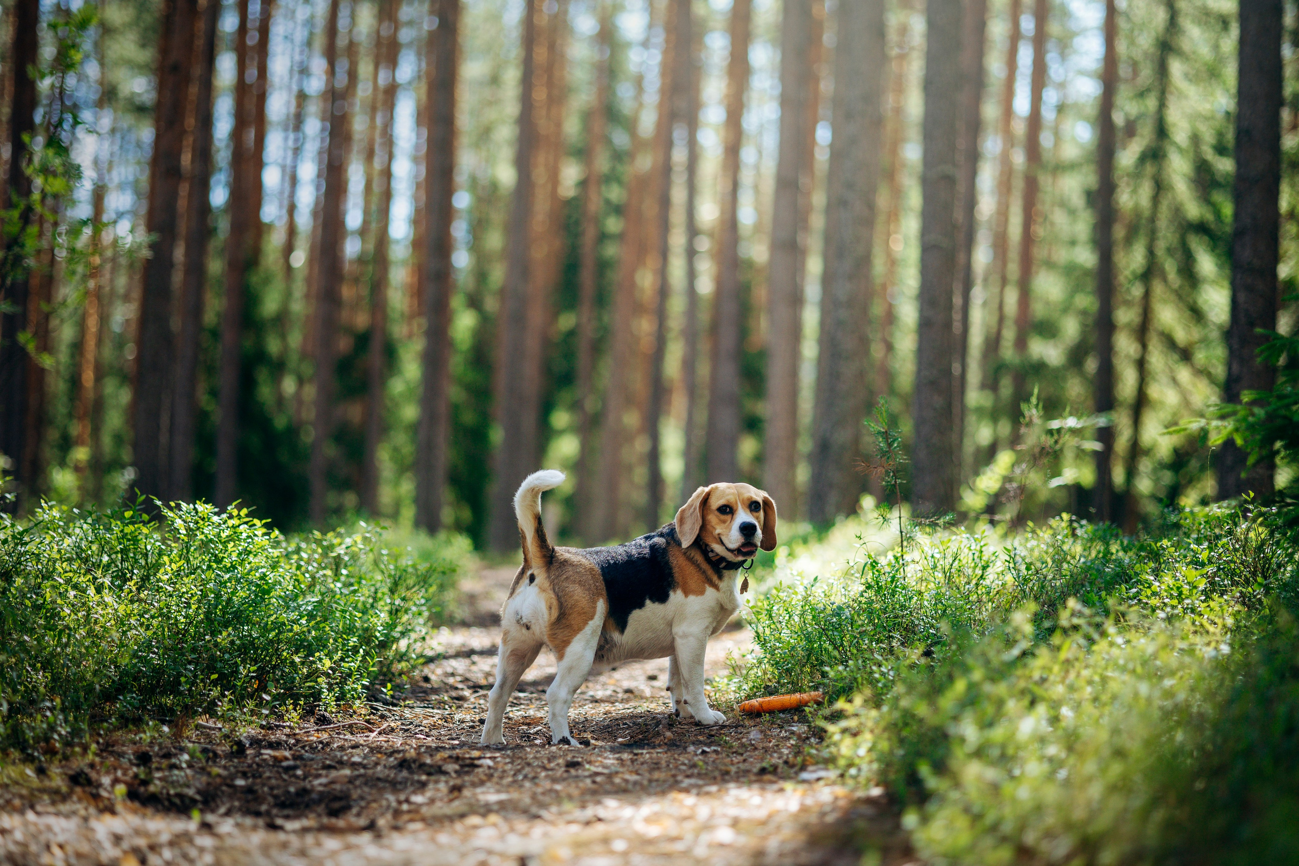 Котофеи и их семья. Фотограф — Анималист | Санкт-Петербург