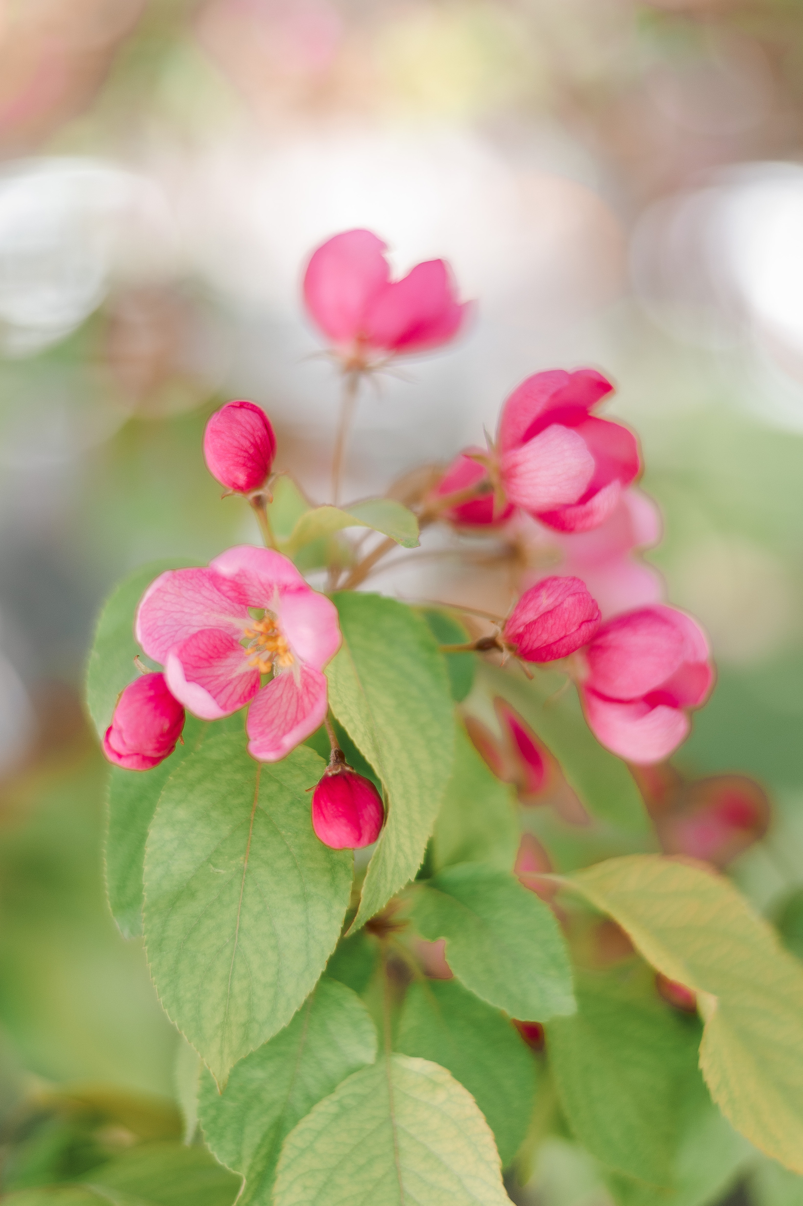 Фотосессия в розовой яблоне для Саши. Фотограф в Москве и Московской области Таня Яблочкина