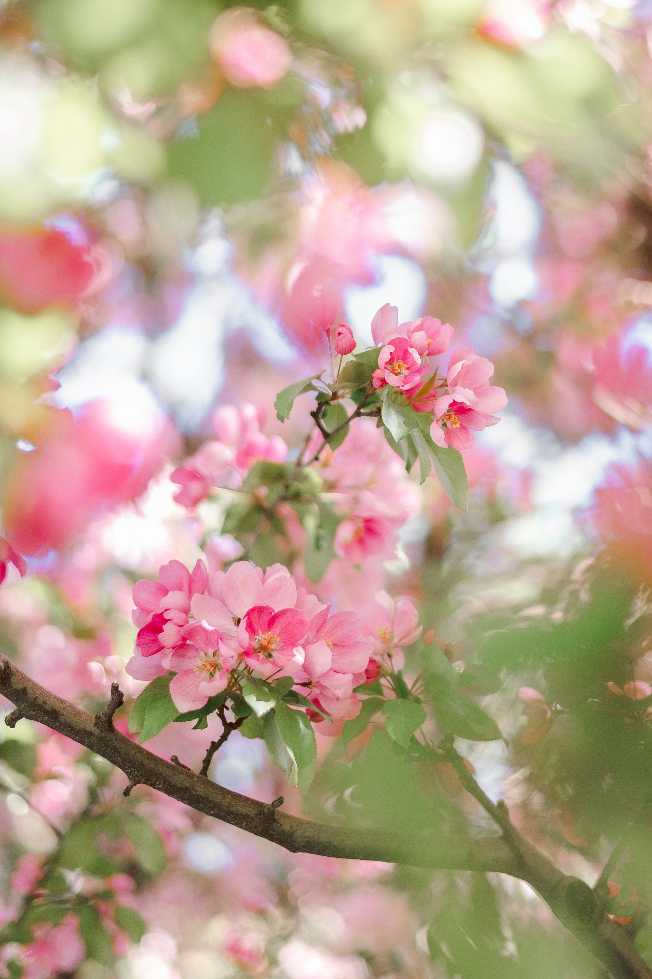 Фотосессия в розовой яблоне для Саши. Фотограф в Москве и Московской области Таня Яблочкина