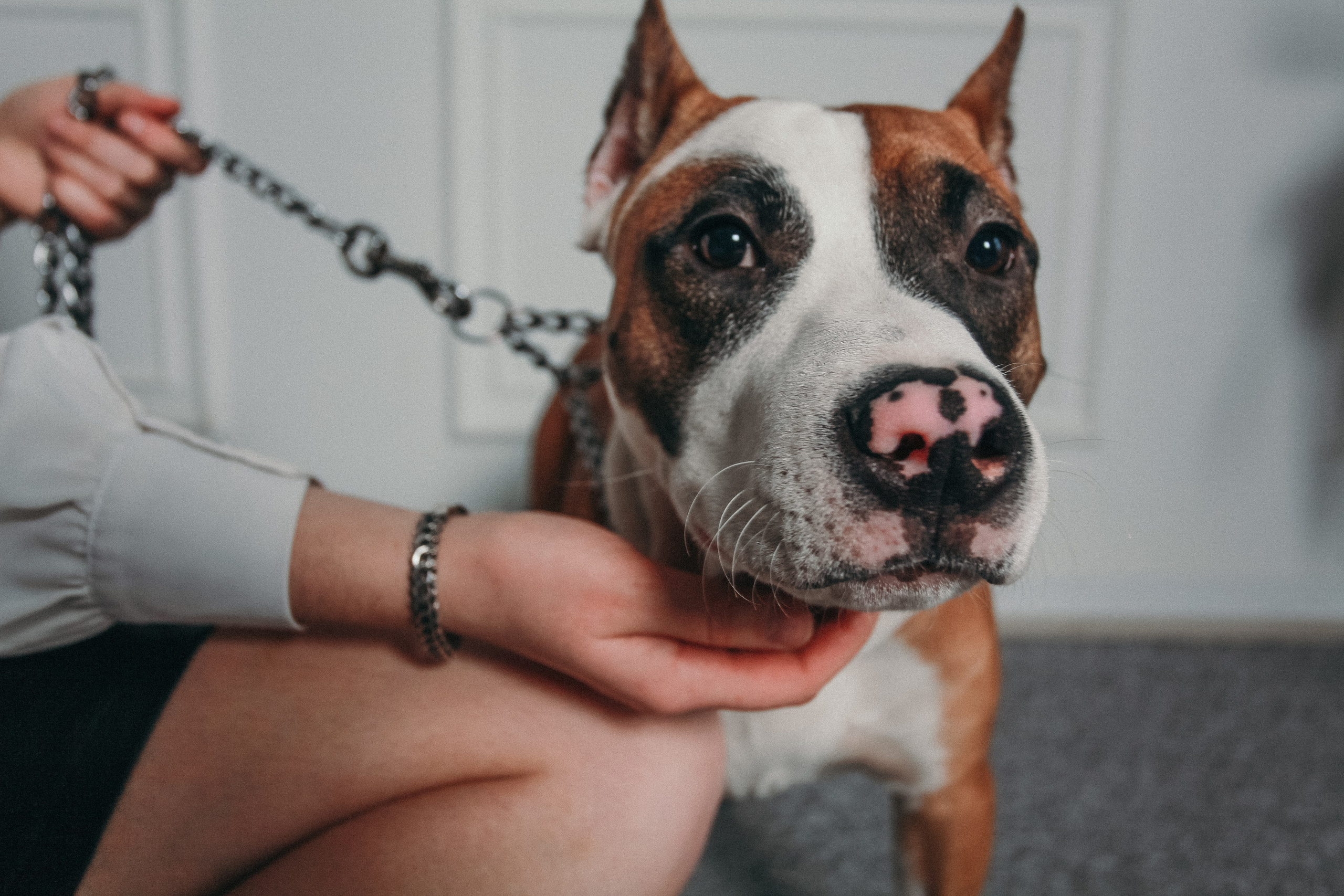 Ксения и Бакс. Фотограф Дарья Локотко в Красноярске