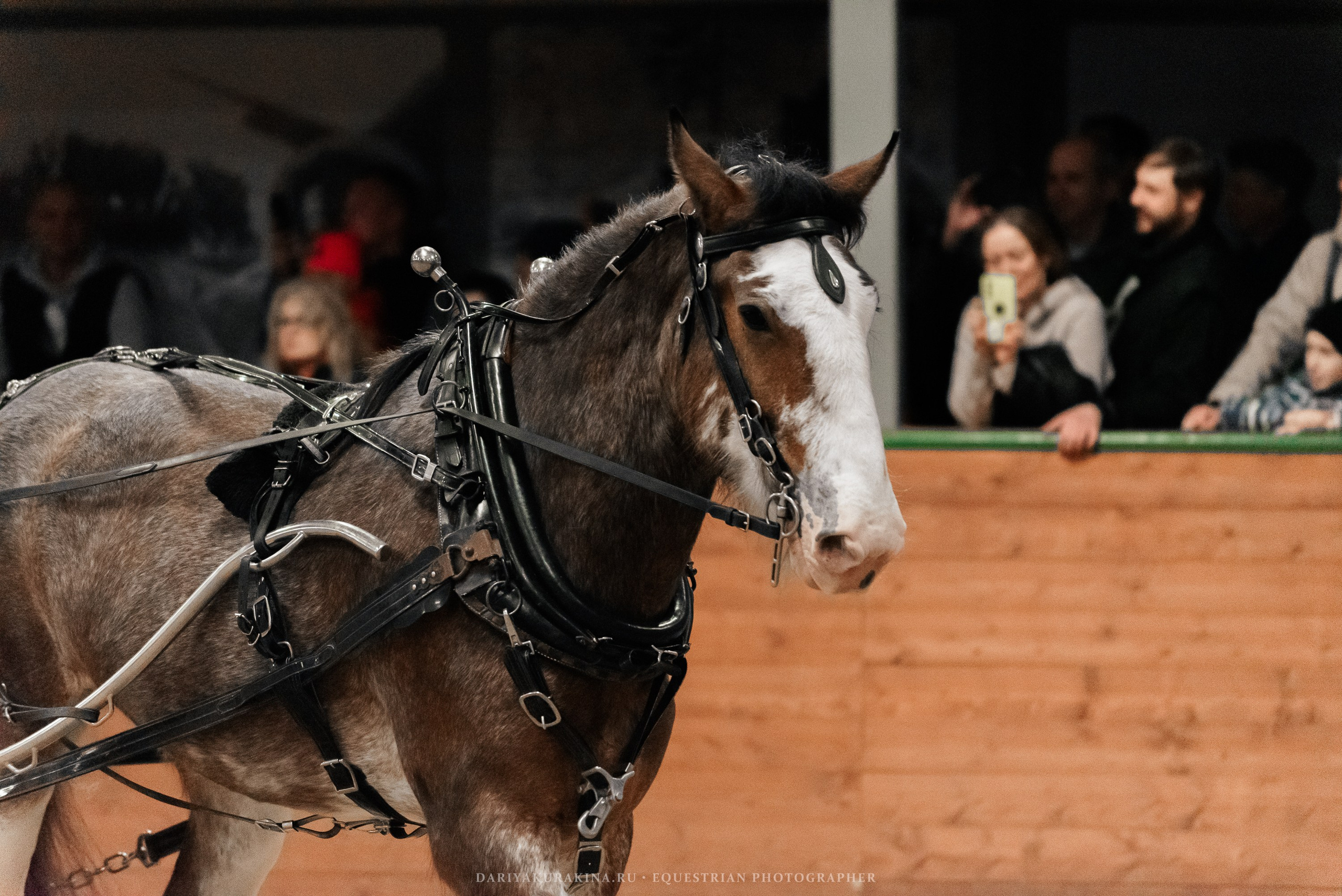 Конное представление «Дыхание Звёзд». Конный фотограф Куракина Дарья • Фотосессии с лошадьми