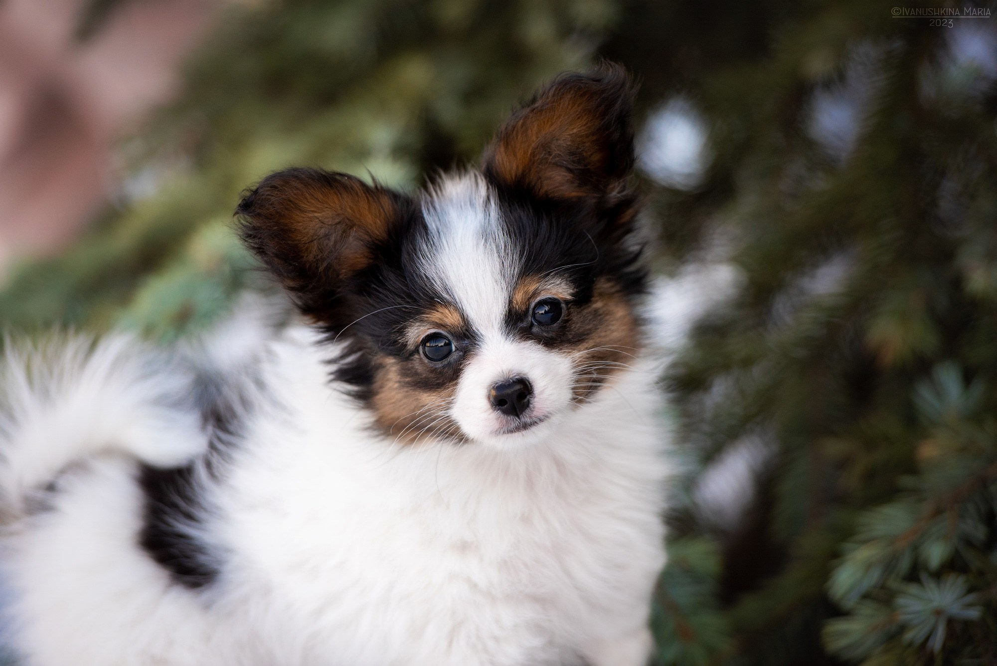 Фотосессия щенков на продажу. Фотограф собак в Москве и Московской области Иванушкина Мария