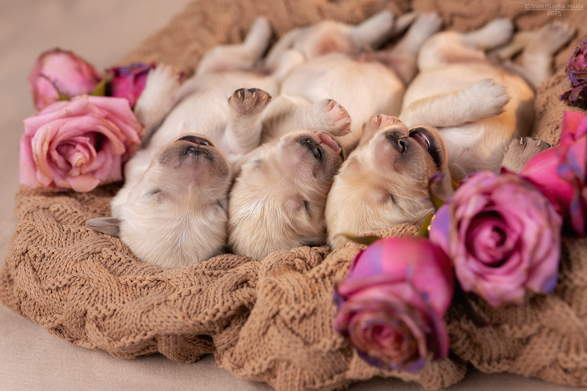 Ньюборн фотосессия щенков. Фотограф собак в Москве и Московской области Иванушкина Мария
