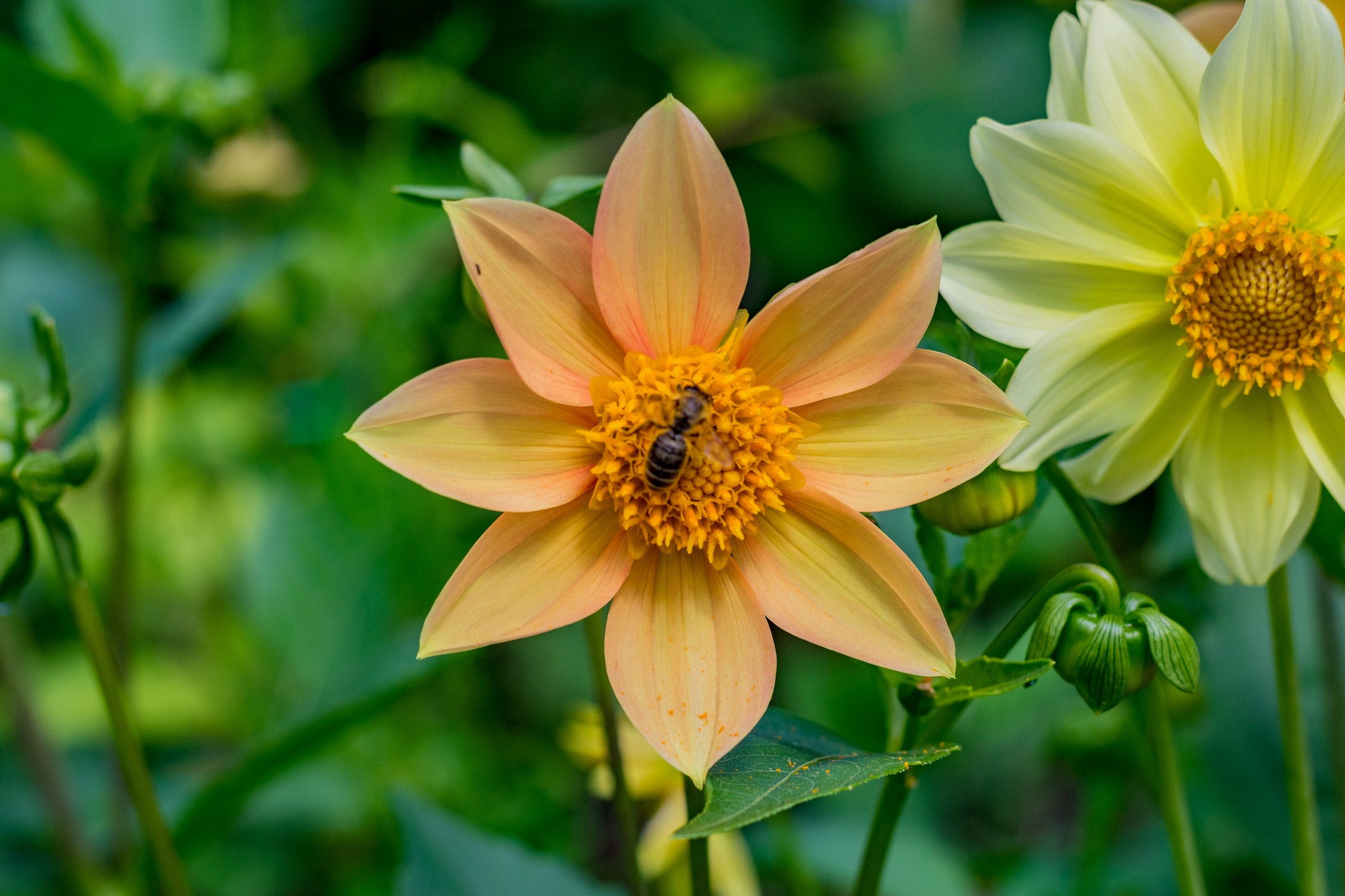 Антон Курдюмов фотограф в Хабаровске Рина Курдюмова фото27 foto27 Антон Дорофеев репортажный репортаж документалист Тони и Рина фотосоздатели Виноградники Хехцир 2024 Хабаровск виноград дикий фермер фермерство дачный сезон