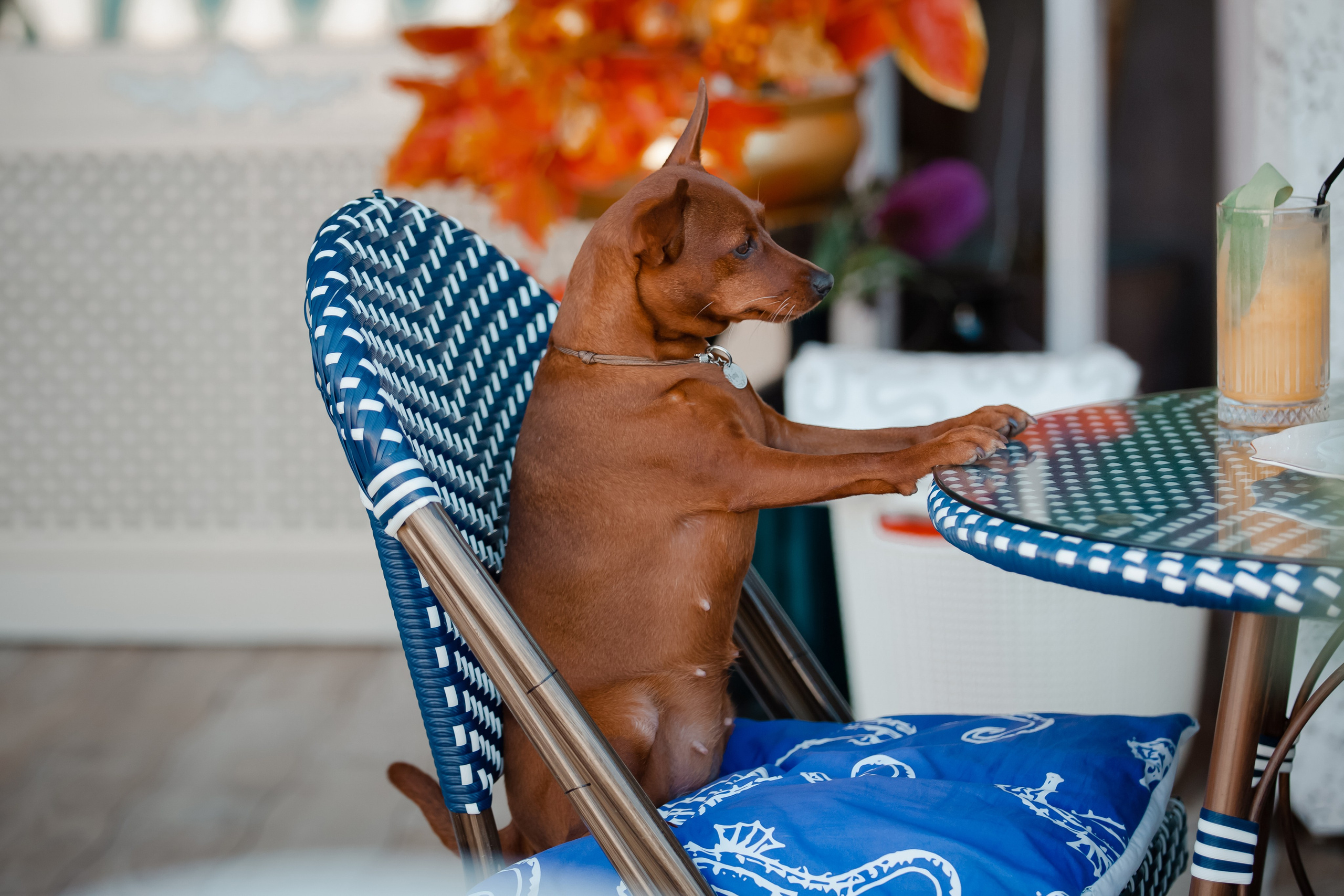 Цвергпинчер в Геленджике. Фотограф-анималист в Краснодаре Маша Мельникова