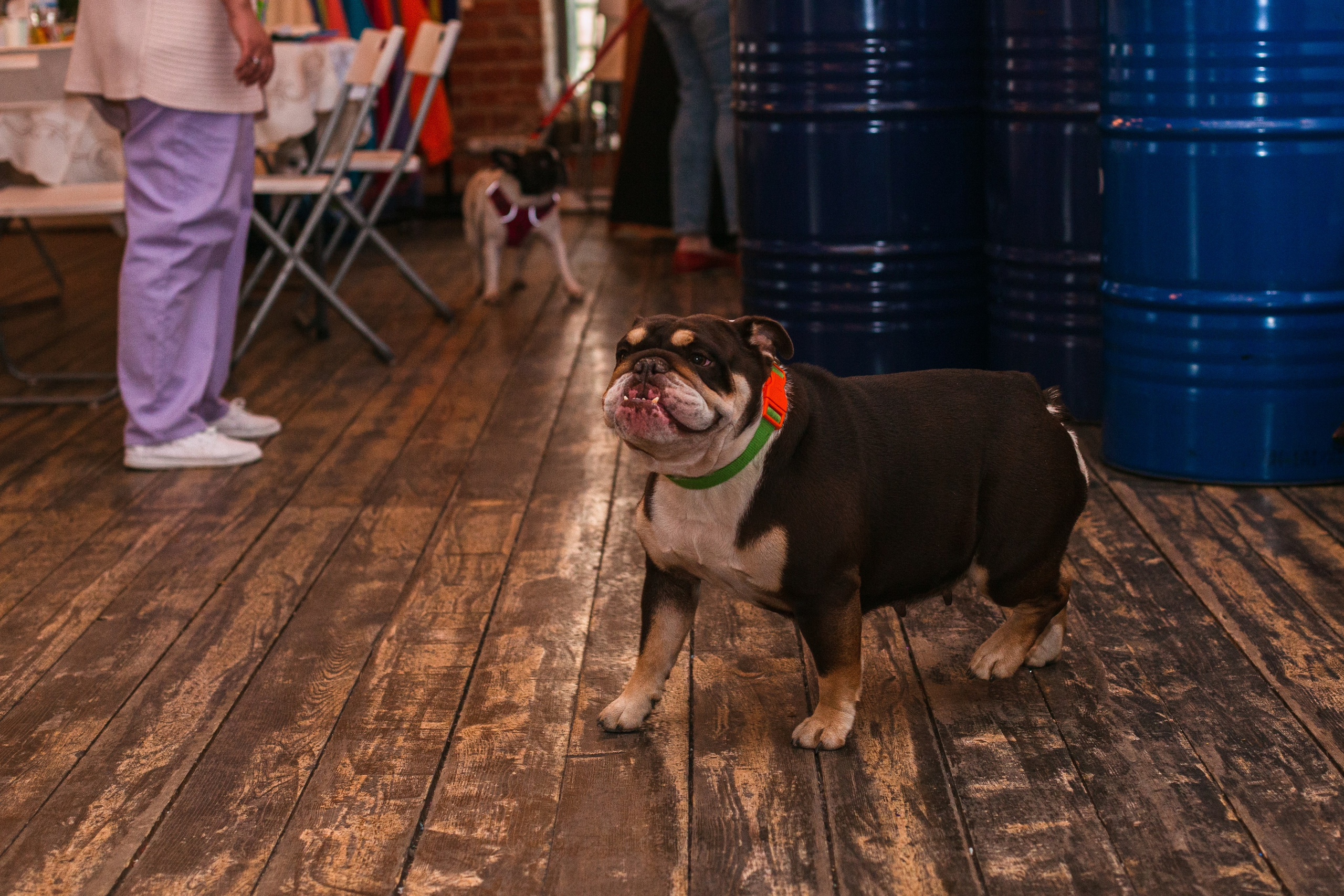 Бульбалл 23.04.2023. Фотограф-анималист Татьяна Степанова