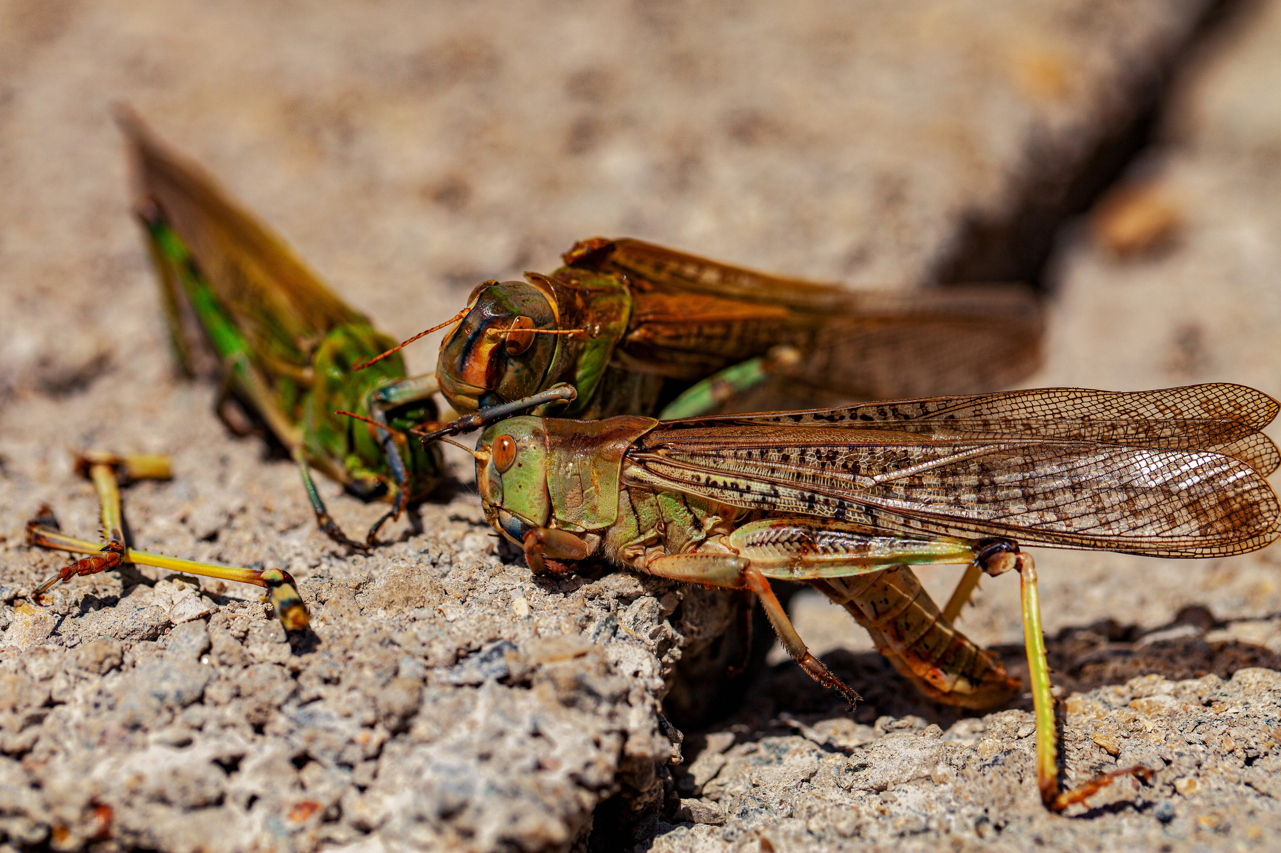 Саранча. Медиапродюсер, фотограф в Минеральных Водах —Виктор Холодов